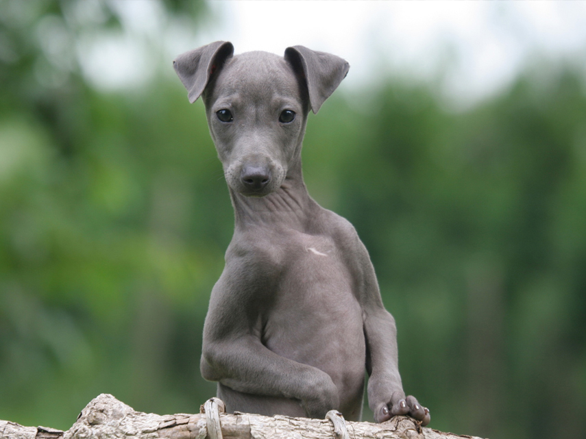kim-dildine-dog-breeder-greyhound-puppies