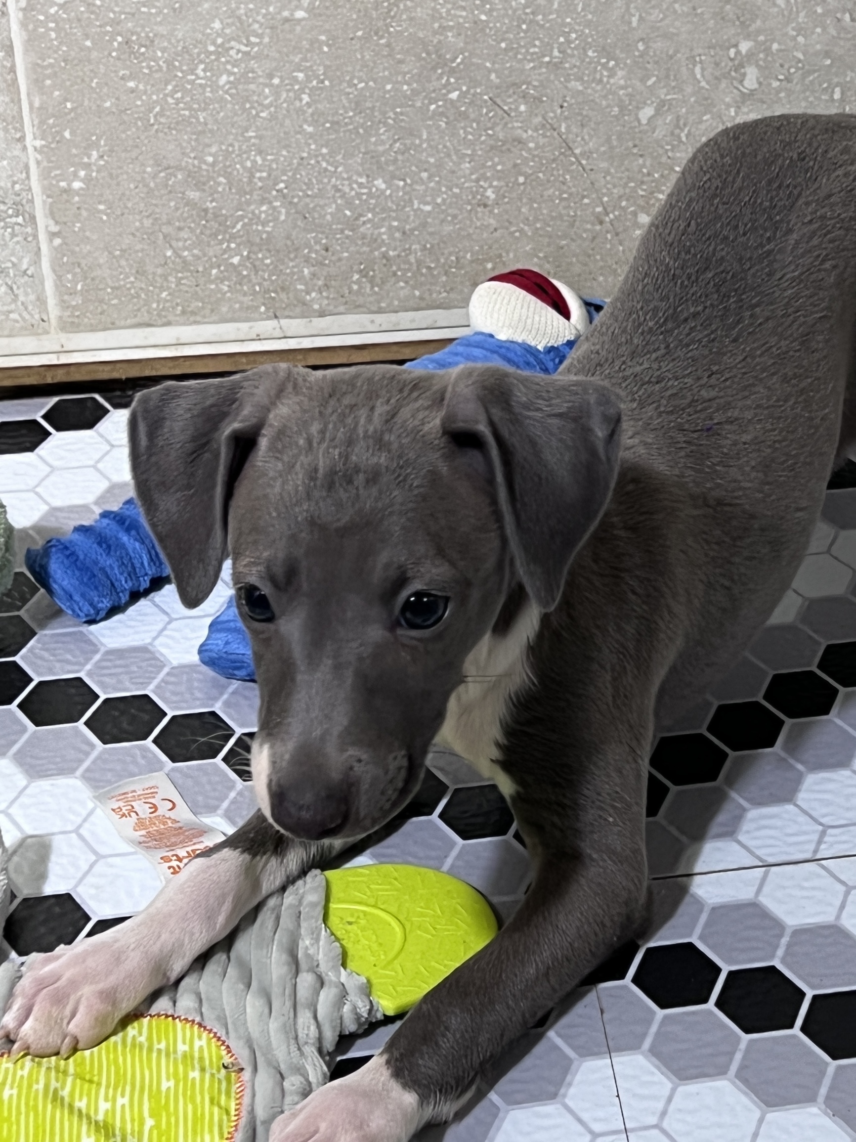 puppy, for, sale, Italian Greyhound, Kimberly  Dildine, dog, breeder, Willow Springs, MO, dog-breeder, puppy-for-sale, forsale, nearby, find, puppyfind, locator, puppylocator, aca