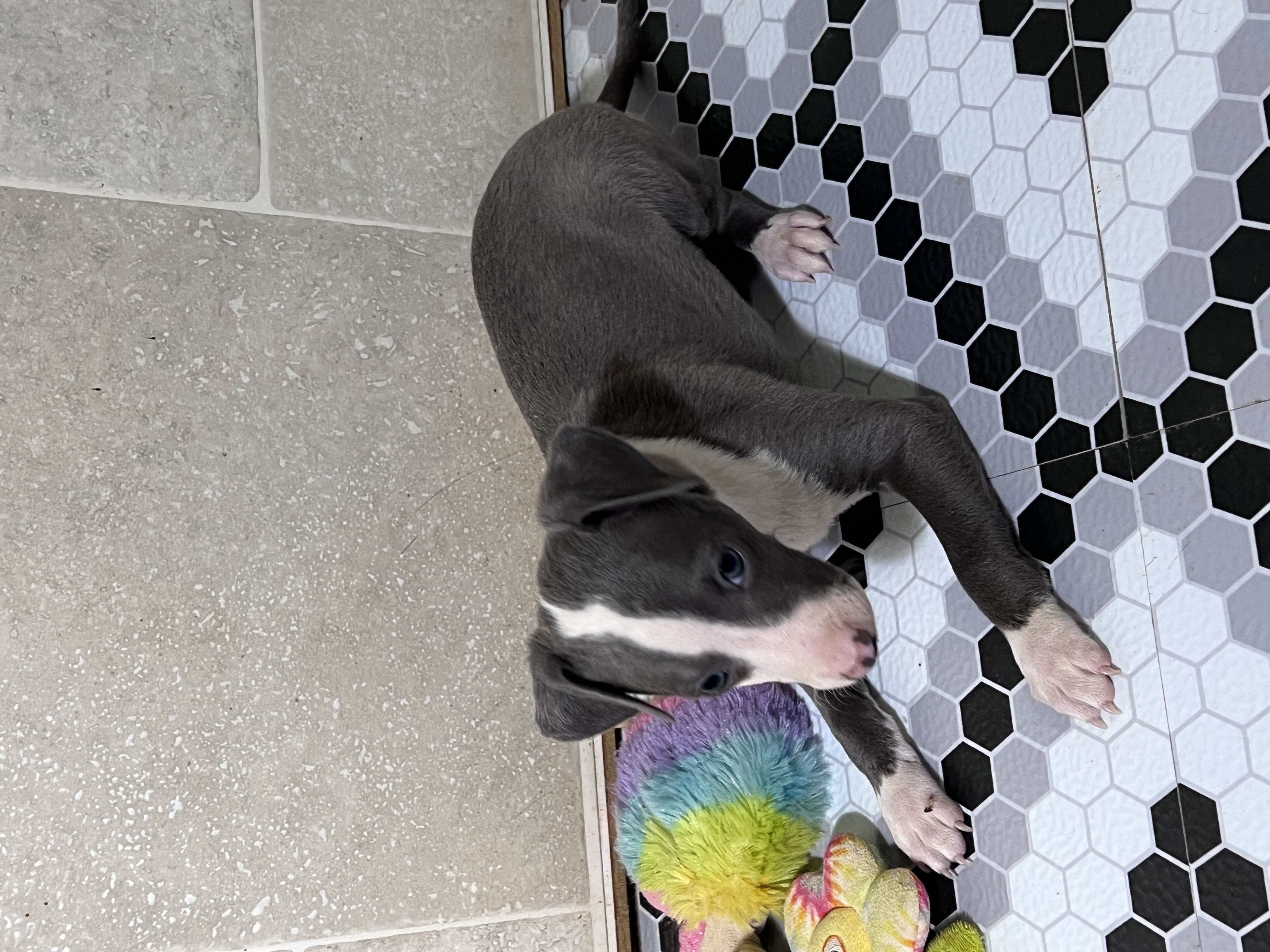puppy, for, sale, Italian Greyhound, Kimberly  Dildine, dog, breeder, Willow Springs, MO, dog-breeder, puppy-for-sale, forsale, nearby, find, puppyfind, locator, puppylocator, aca