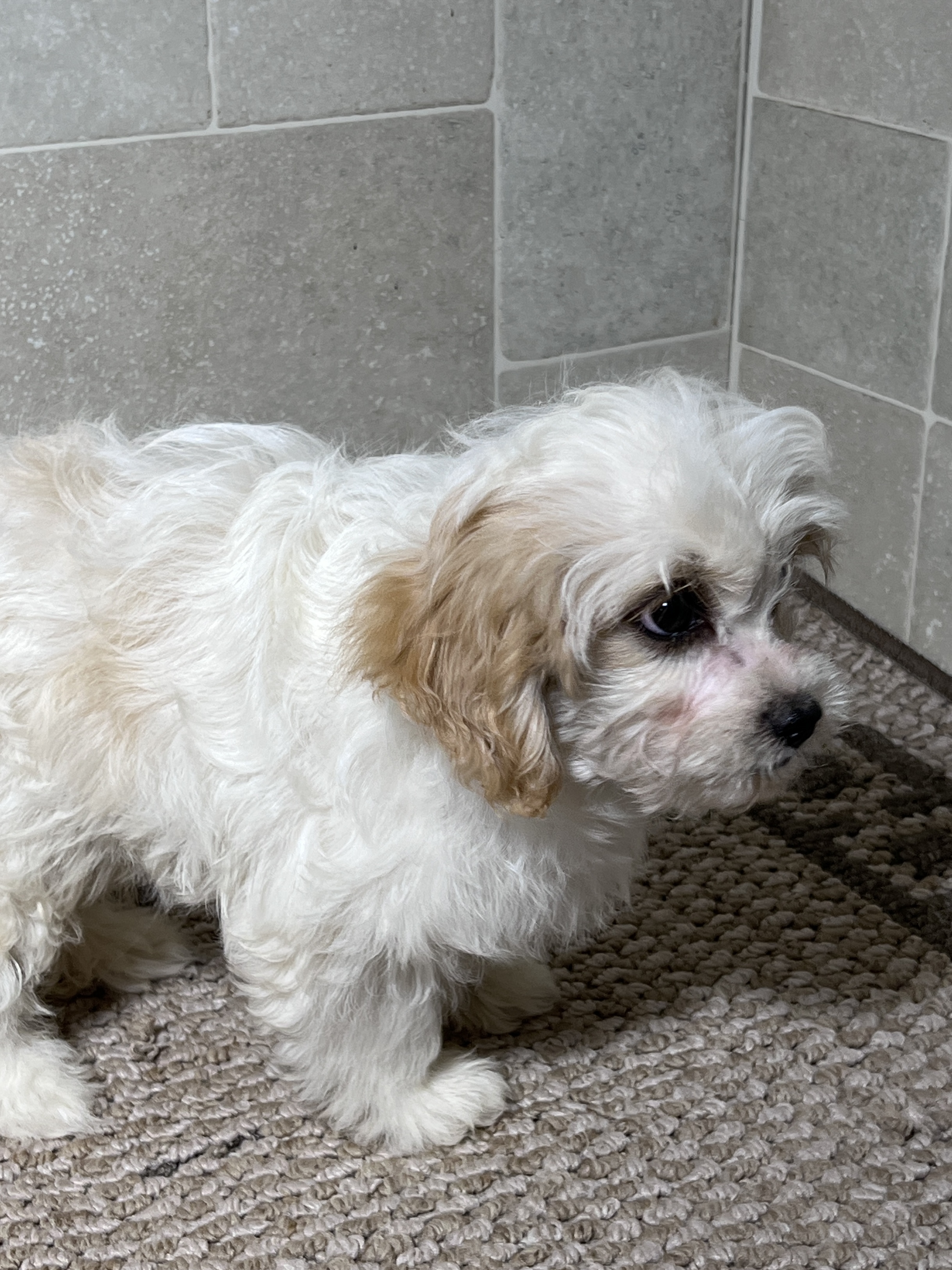 puppy, for, sale, Cavapoo, Kimberly  Dildine, dog, breeder, Willow Springs, MO, dog-breeder, puppy-for-sale, forsale, nearby, find, puppyfind, locator, puppylocator, aca