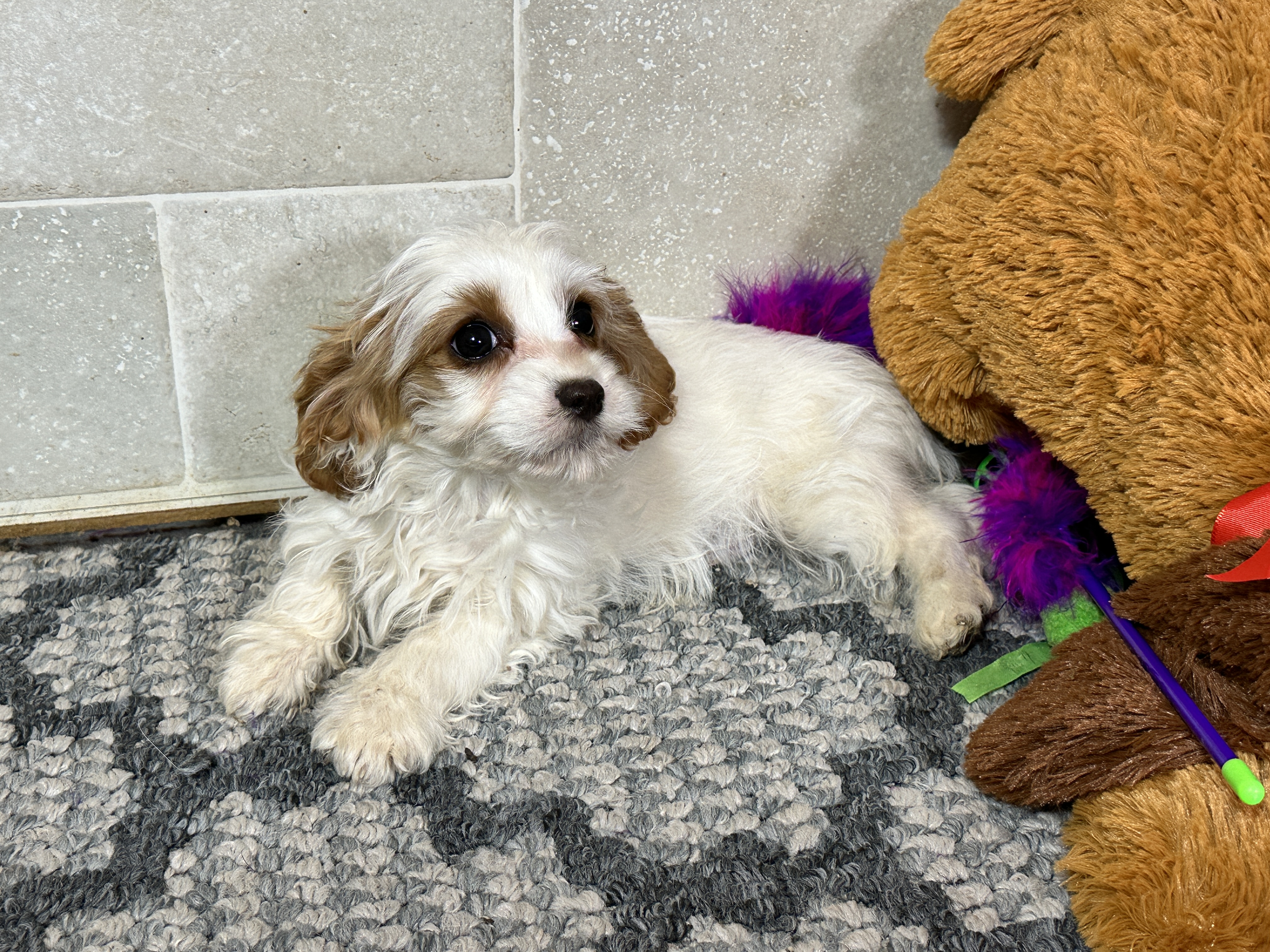 puppy, for, sale, Cavapoo, Kimberly  Dildine, dog, breeder, Willow Springs, MO, dog-breeder, puppy-for-sale, forsale, nearby, find, puppyfind, locator, puppylocator, aca