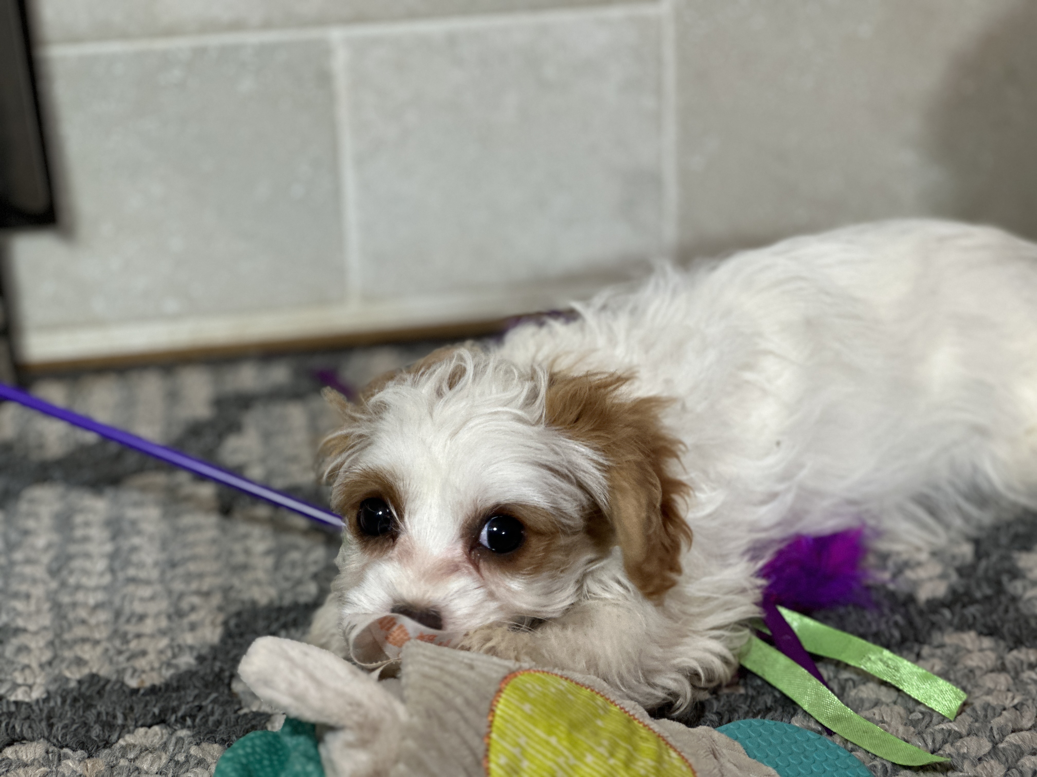 puppy, for, sale, Cavapoo, Kimberly  Dildine, dog, breeder, Willow Springs, MO, dog-breeder, puppy-for-sale, forsale, nearby, find, puppyfind, locator, puppylocator, aca