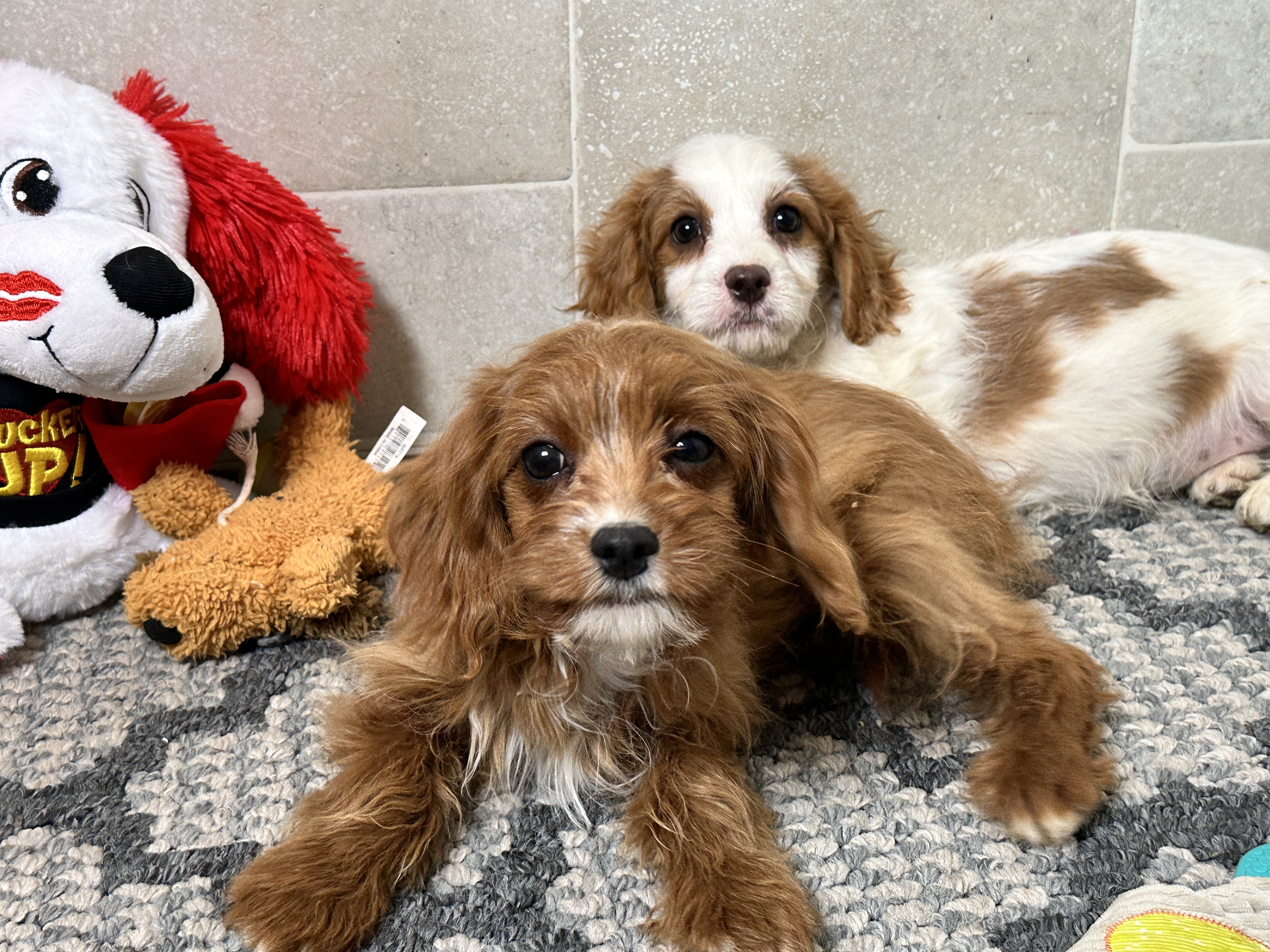 puppy, for, sale, Poodle/Cavalier King, Kimberly  Dildine, dog, breeder, Willow Springs, MO, dog-breeder, puppy-for-sale, forsale, nearby, find, puppyfind, locator, puppylocator, aca