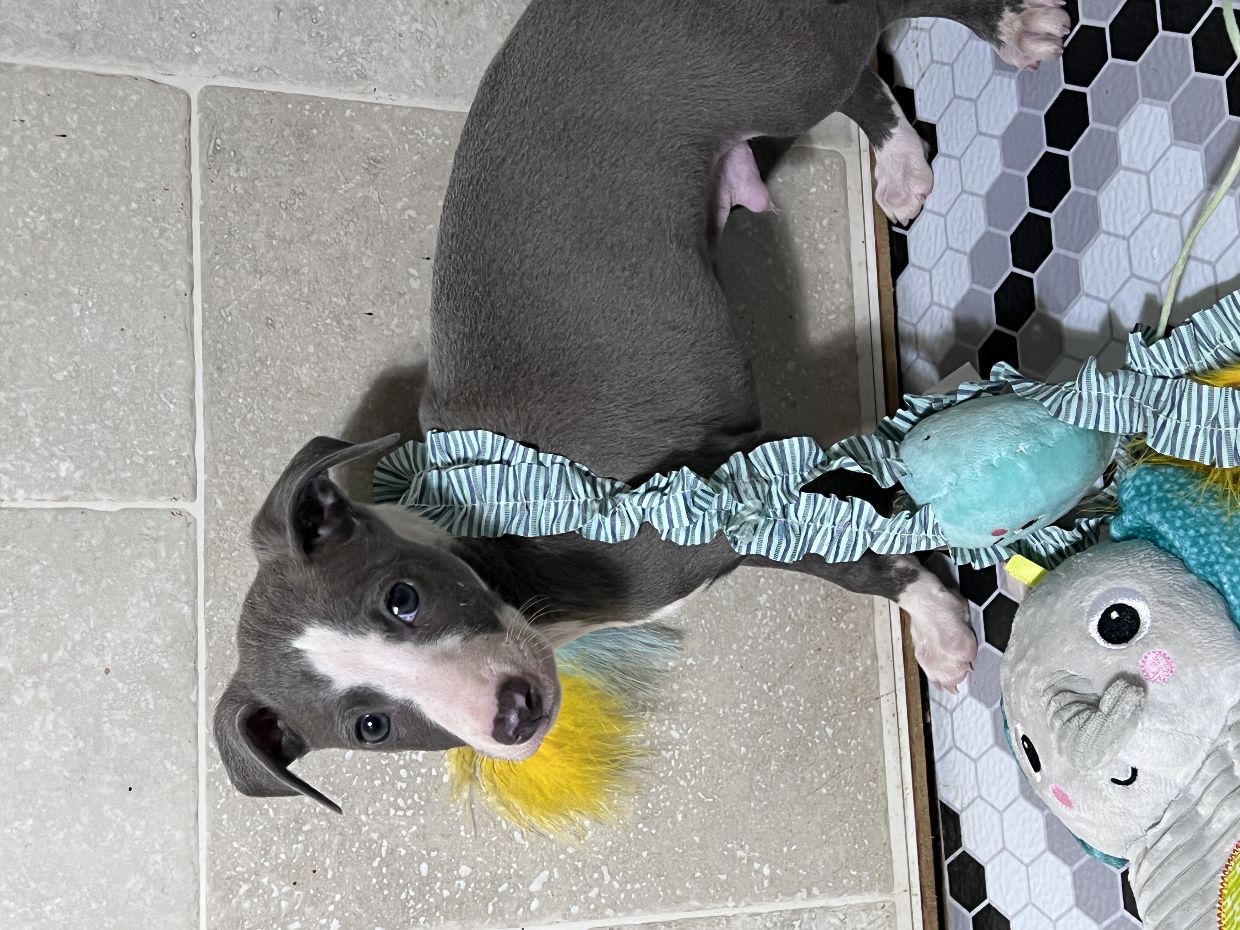 puppy, for, sale, Italian Greyhound, Kimberly  Dildine, dog, breeder, Willow Springs, MO, dog-breeder, puppy-for-sale, forsale, nearby, find, puppyfind, locator, puppylocator, aca