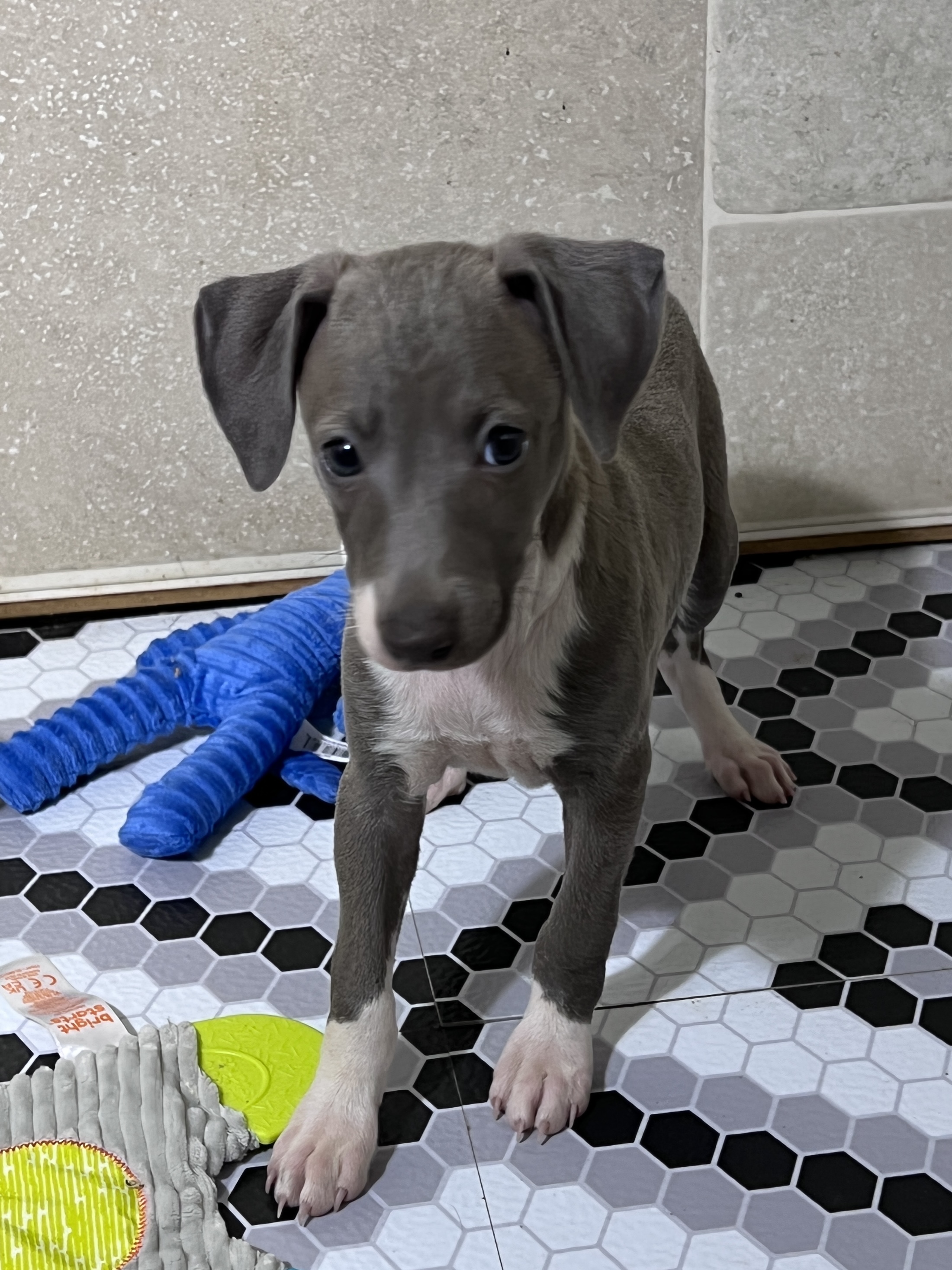 puppy, for, sale, Italian Greyhound, Kimberly  Dildine, dog, breeder, Willow Springs, MO, dog-breeder, puppy-for-sale, forsale, nearby, find, puppyfind, locator, puppylocator, aca