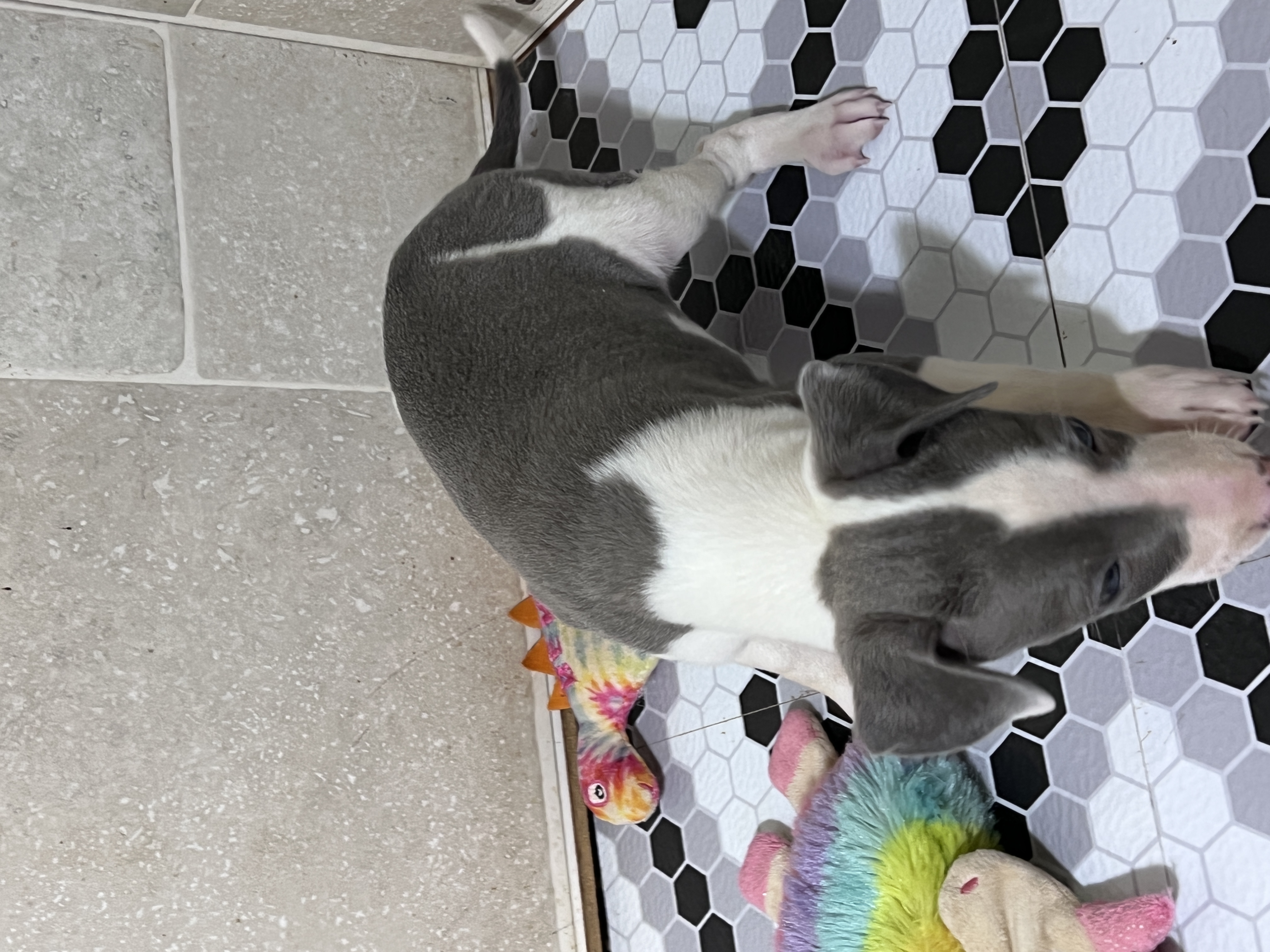 puppy, for, sale, Italian Greyhound, Kimberly  Dildine, dog, breeder, Willow Springs, MO, dog-breeder, puppy-for-sale, forsale, nearby, find, puppyfind, locator, puppylocator, aca