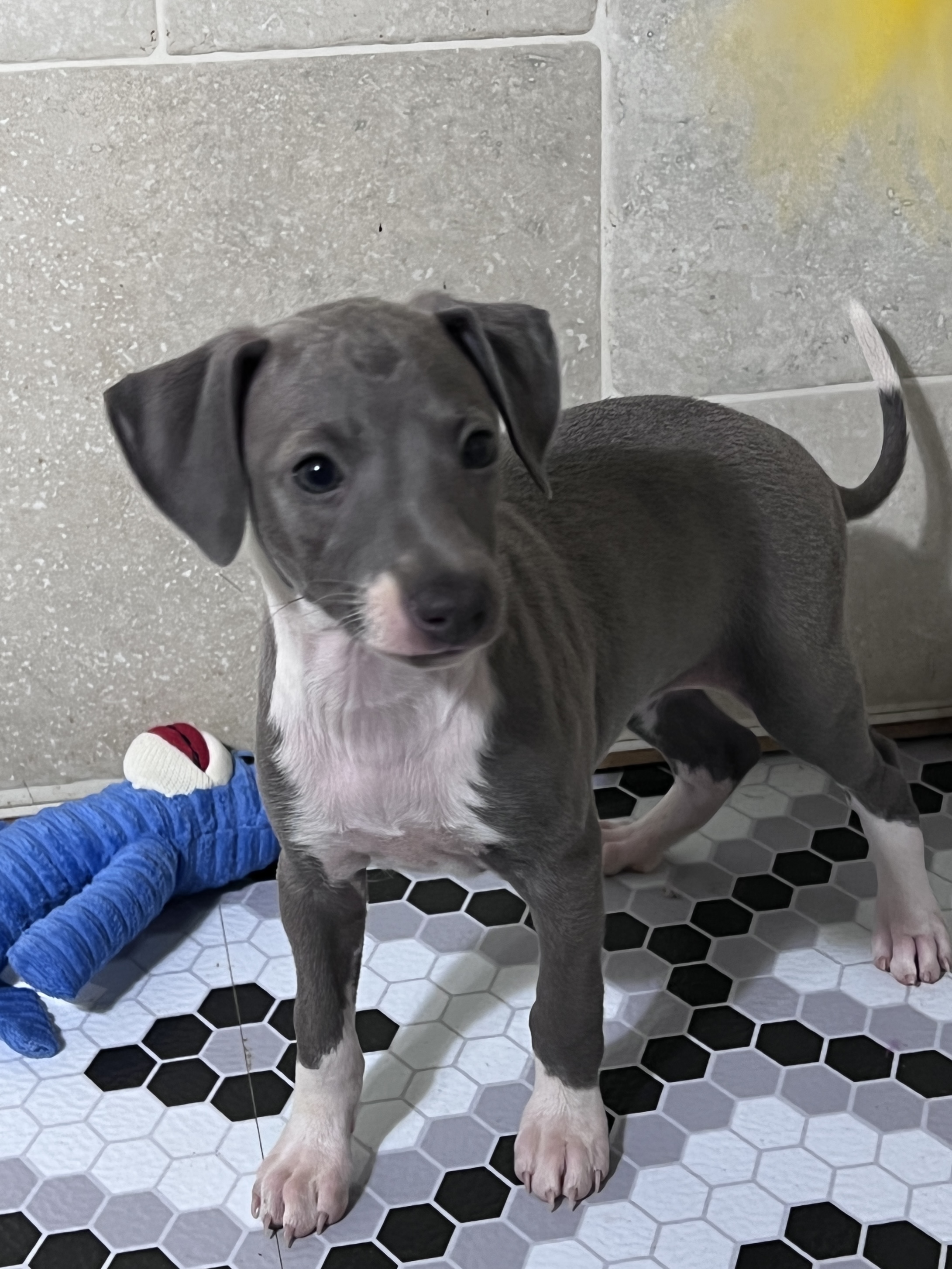 puppy, for, sale, Italian Greyhound, Kimberly  Dildine, dog, breeder, Willow Springs, MO, dog-breeder, puppy-for-sale, forsale, nearby, find, puppyfind, locator, puppylocator, aca