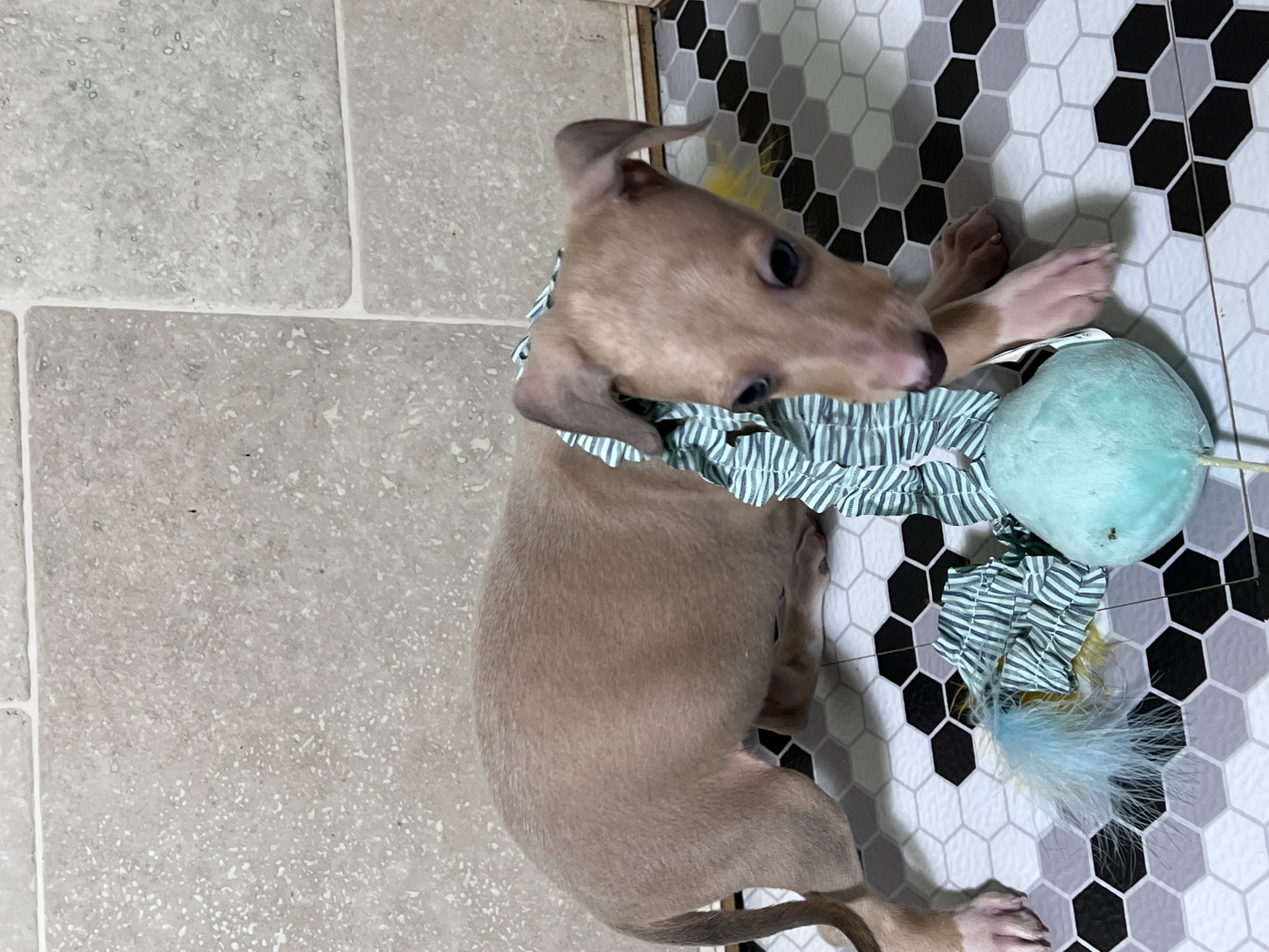 puppy, for, sale, Italian Greyhound, Kimberly  Dildine, dog, breeder, Willow Springs, MO, dog-breeder, puppy-for-sale, forsale, nearby, find, puppyfind, locator, puppylocator, aca