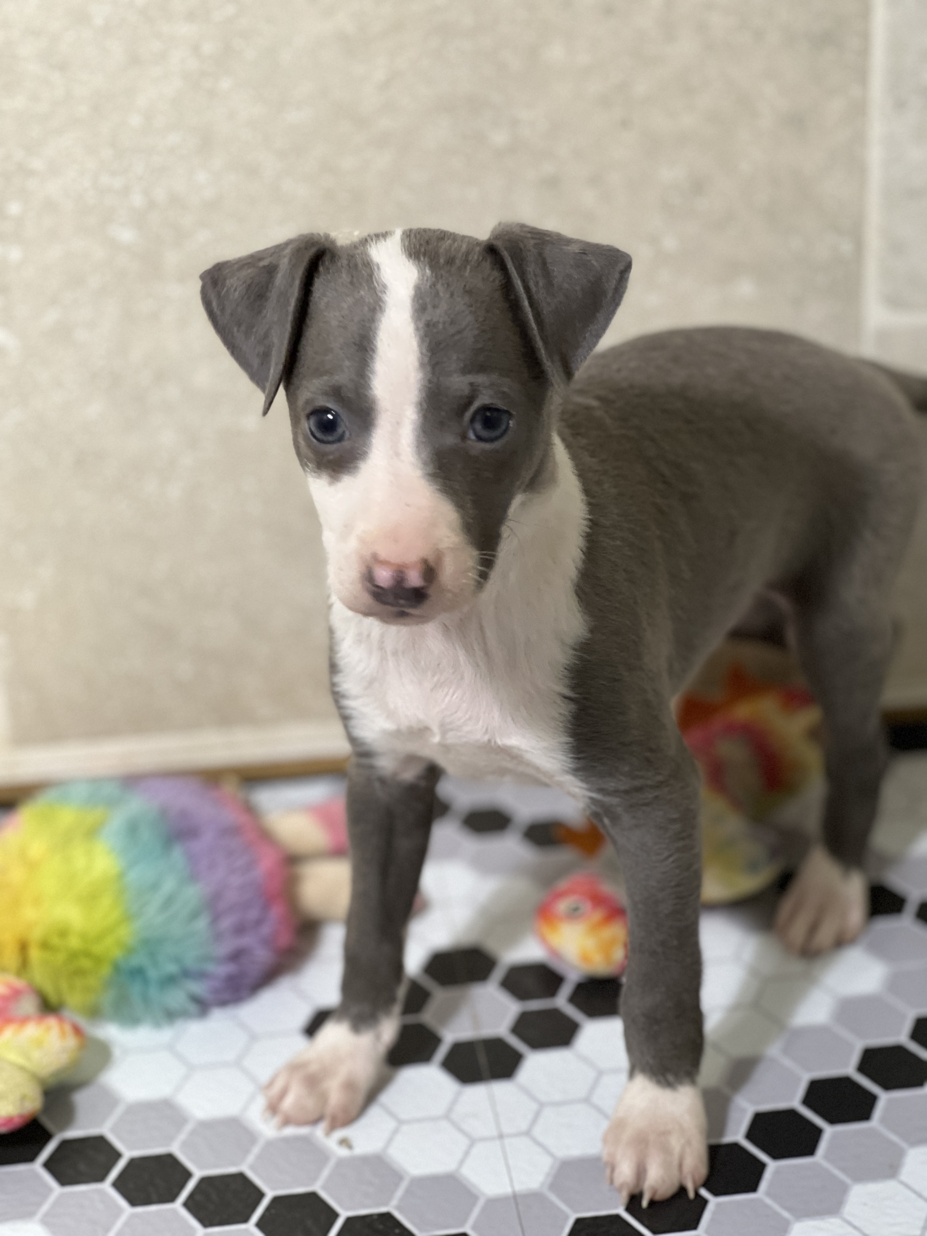 puppy, for, sale, Italian Greyhound, Kimberly  Dildine, dog, breeder, Willow Springs, MO, dog-breeder, puppy-for-sale, forsale, nearby, find, puppyfind, locator, puppylocator, aca