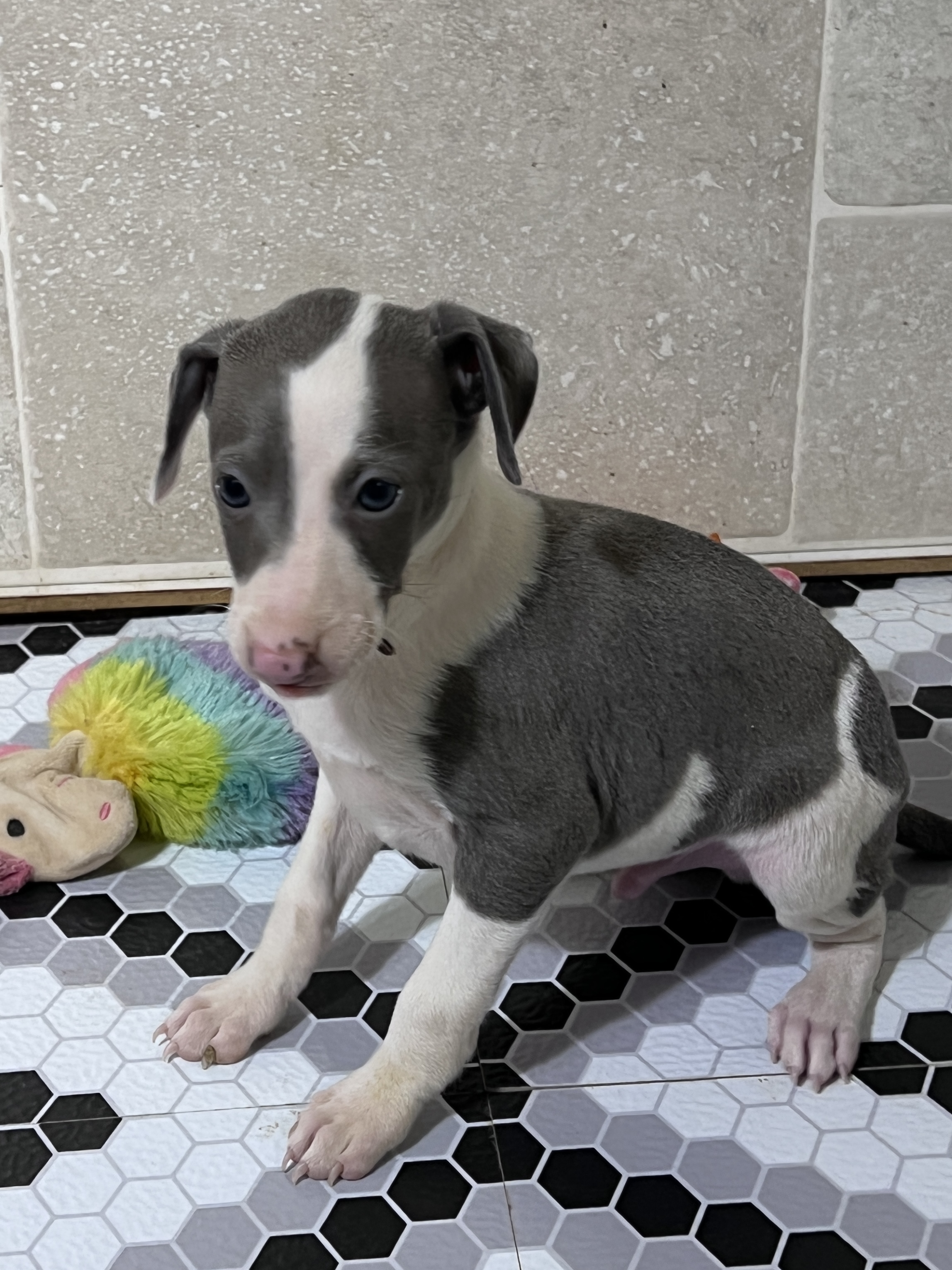 puppy, for, sale, Italian Greyhound, Kimberly  Dildine, dog, breeder, Willow Springs, MO, dog-breeder, puppy-for-sale, forsale, nearby, find, puppyfind, locator, puppylocator, aca