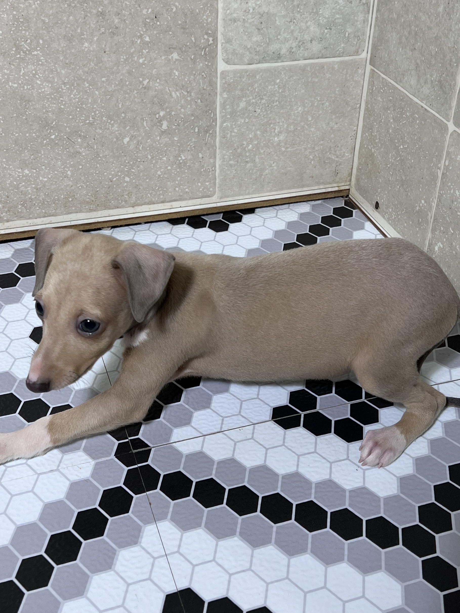 puppy, for, sale, Italian Greyhound, Kimberly  Dildine, dog, breeder, Willow Springs, MO, dog-breeder, puppy-for-sale, forsale, nearby, find, puppyfind, locator, puppylocator, aca