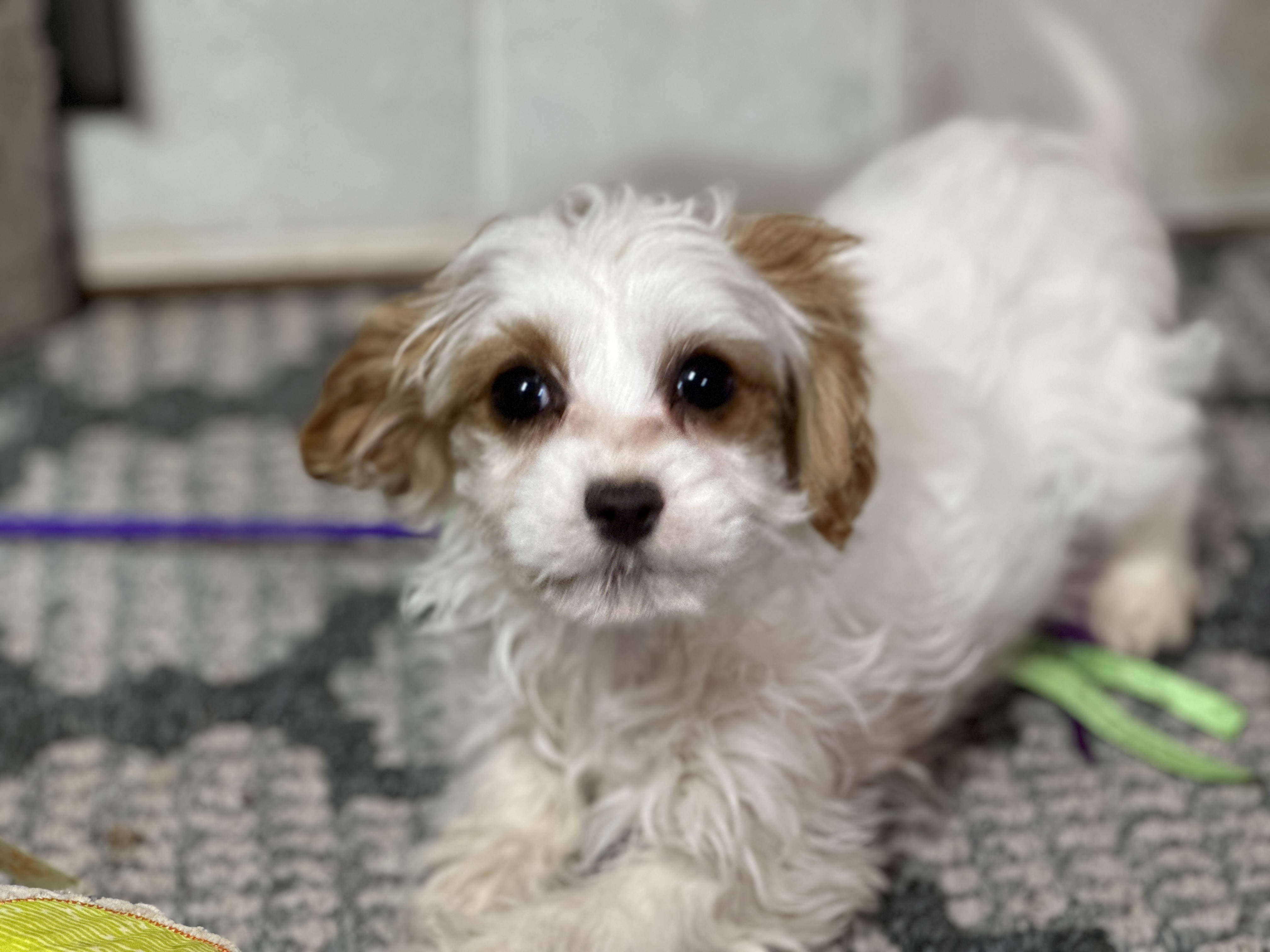 puppy, for, sale, Cavapoo, Kimberly  Dildine, dog, breeder, Willow Springs, MO, dog-breeder, puppy-for-sale, forsale, nearby, find, puppyfind, locator, puppylocator, aca