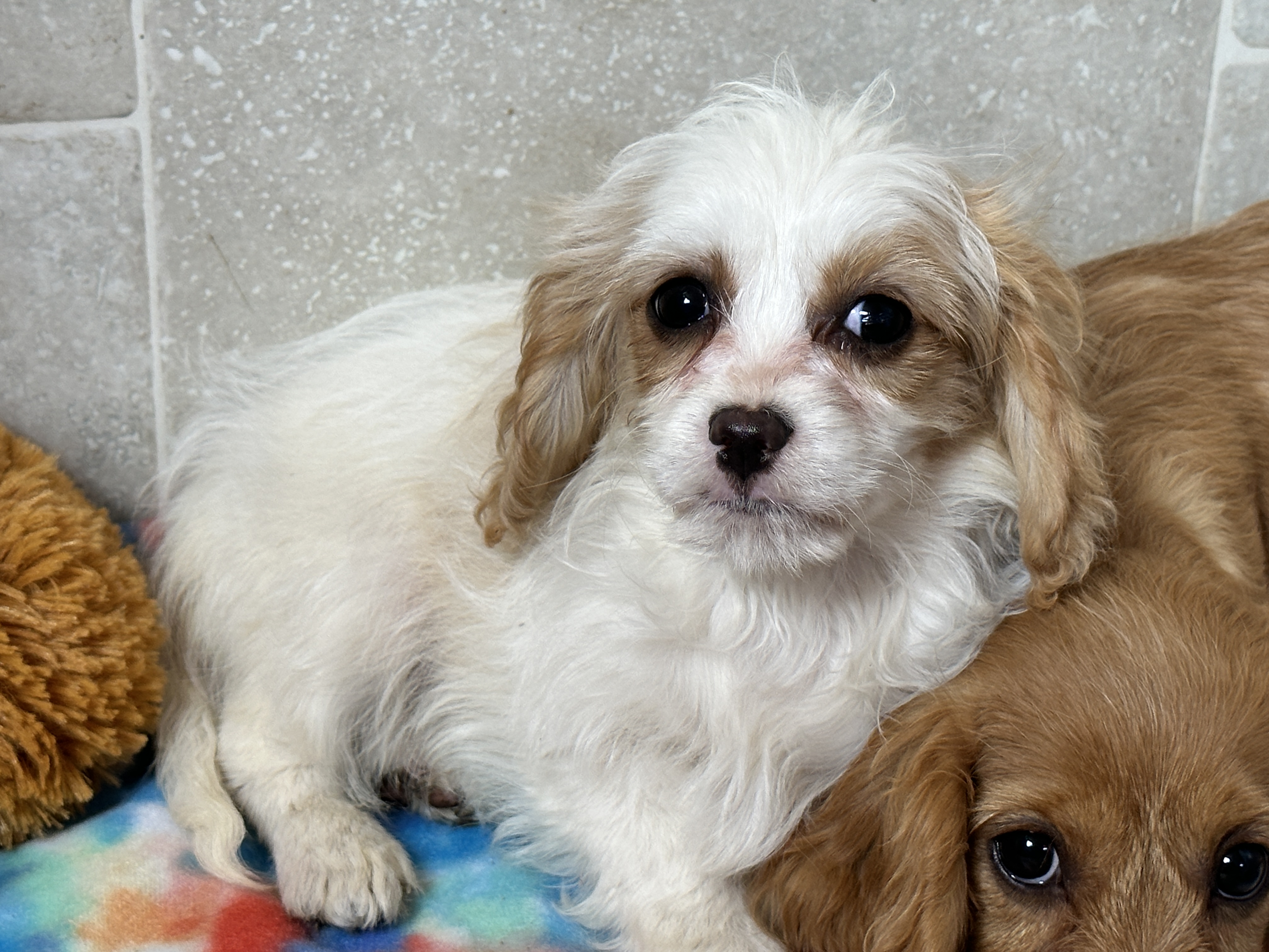 puppy, for, sale, Cavapoo, Kimberly  Dildine, dog, breeder, Willow Springs, MO, dog-breeder, puppy-for-sale, forsale, nearby, find, puppyfind, locator, puppylocator, aca