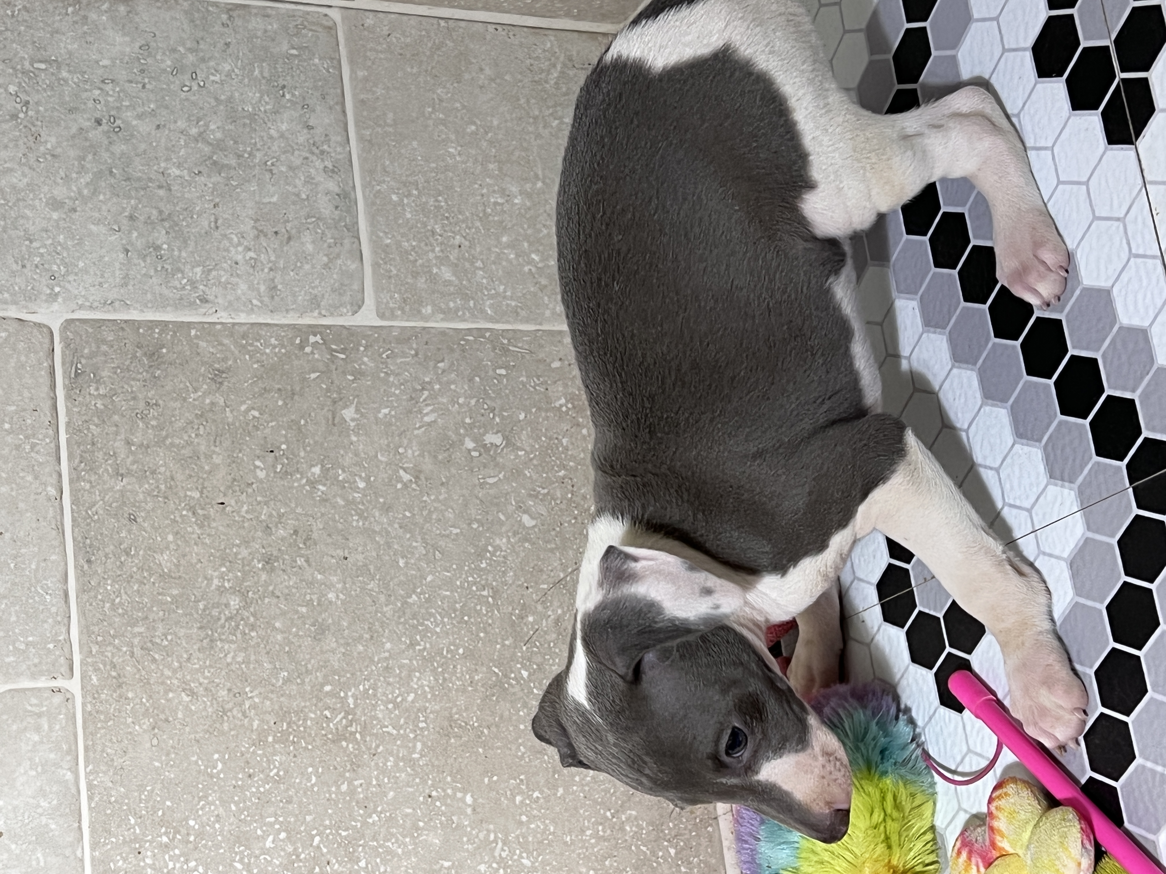 puppy, for, sale, Italian Greyhound, Kimberly  Dildine, dog, breeder, Willow Springs, MO, dog-breeder, puppy-for-sale, forsale, nearby, find, puppyfind, locator, puppylocator, aca