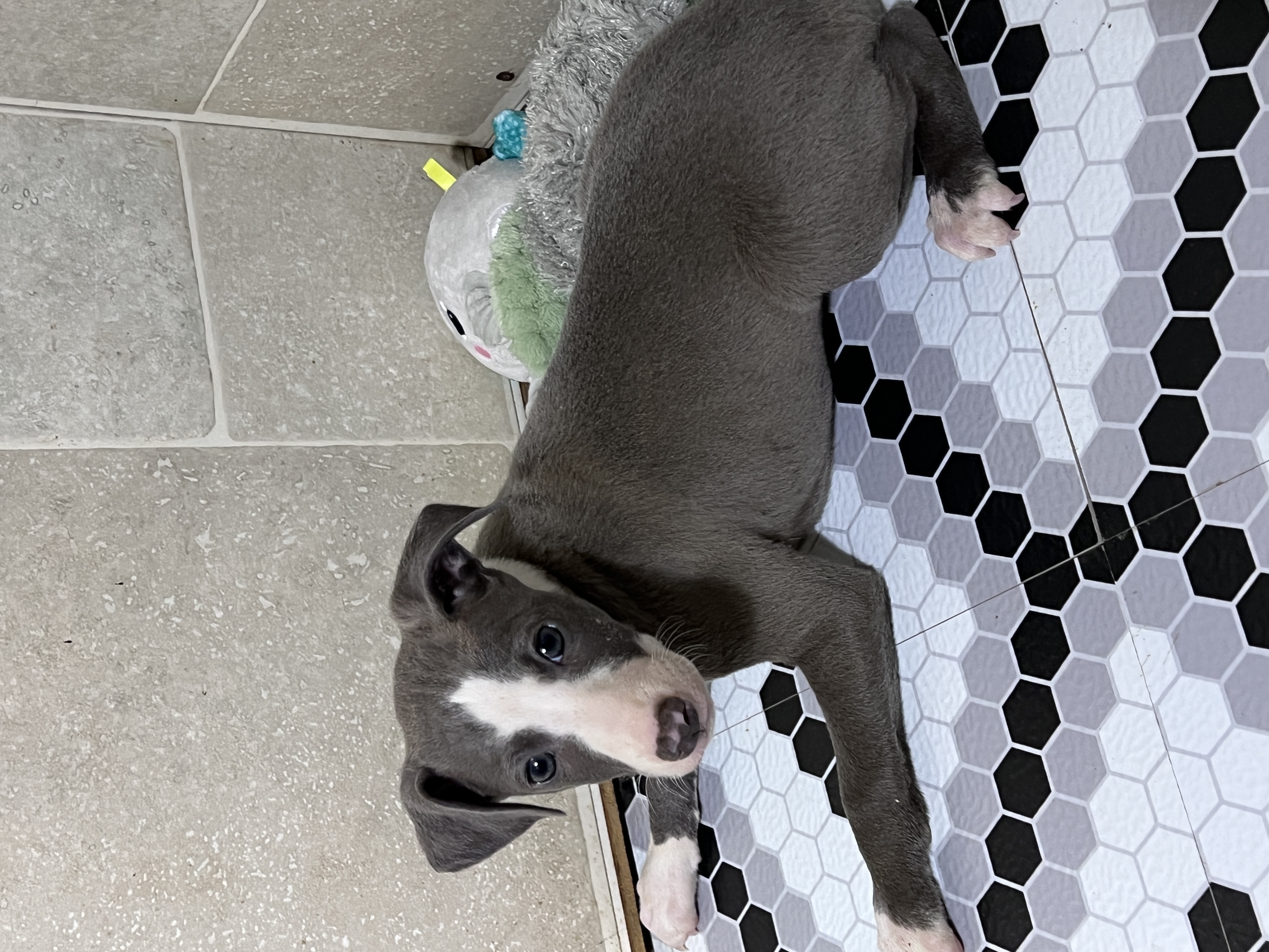 puppy, for, sale, Italian Greyhound, Kimberly  Dildine, dog, breeder, Willow Springs, MO, dog-breeder, puppy-for-sale, forsale, nearby, find, puppyfind, locator, puppylocator, aca