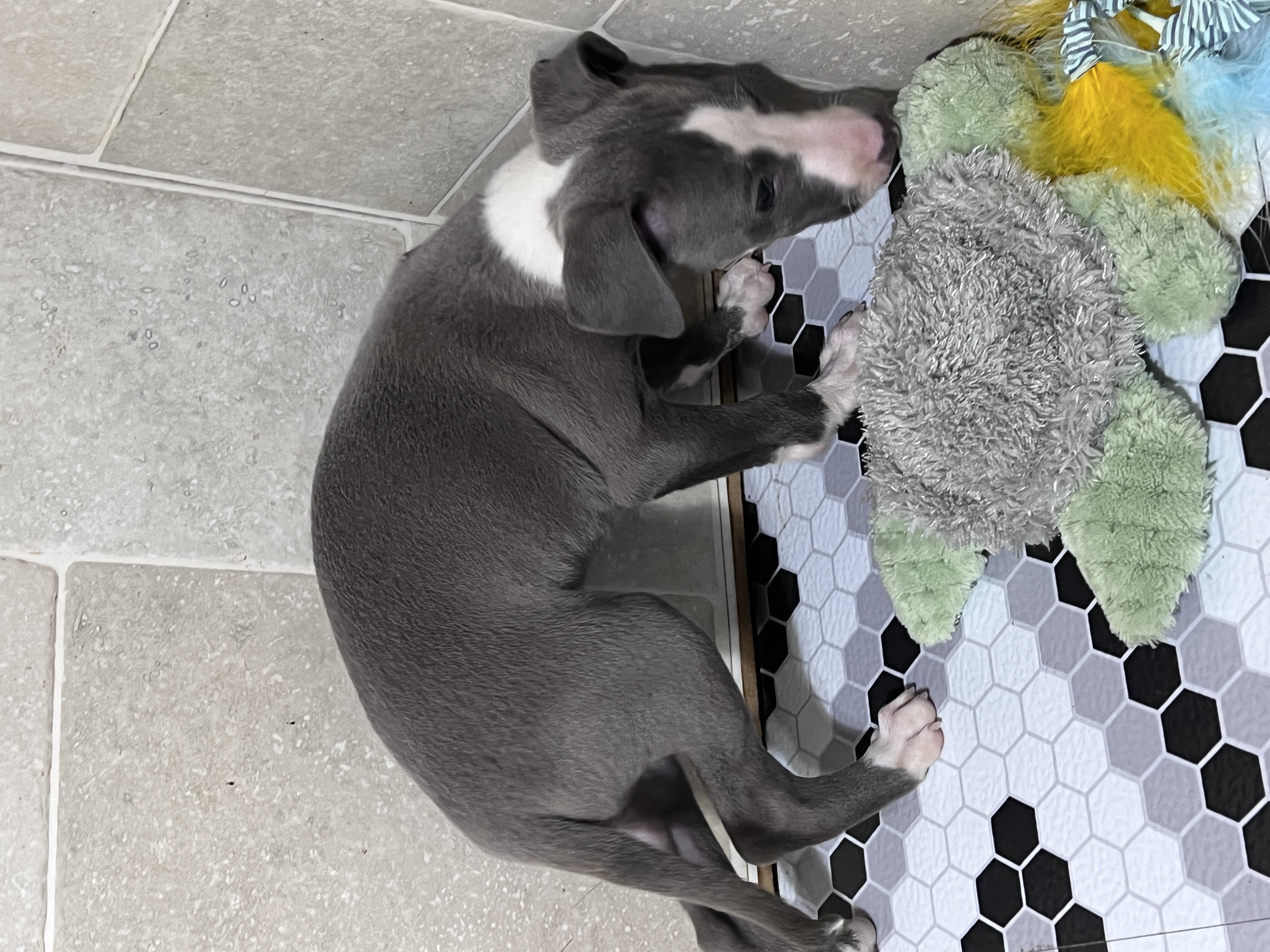puppy, for, sale, Italian Greyhound, Kimberly  Dildine, dog, breeder, Willow Springs, MO, dog-breeder, puppy-for-sale, forsale, nearby, find, puppyfind, locator, puppylocator, aca
