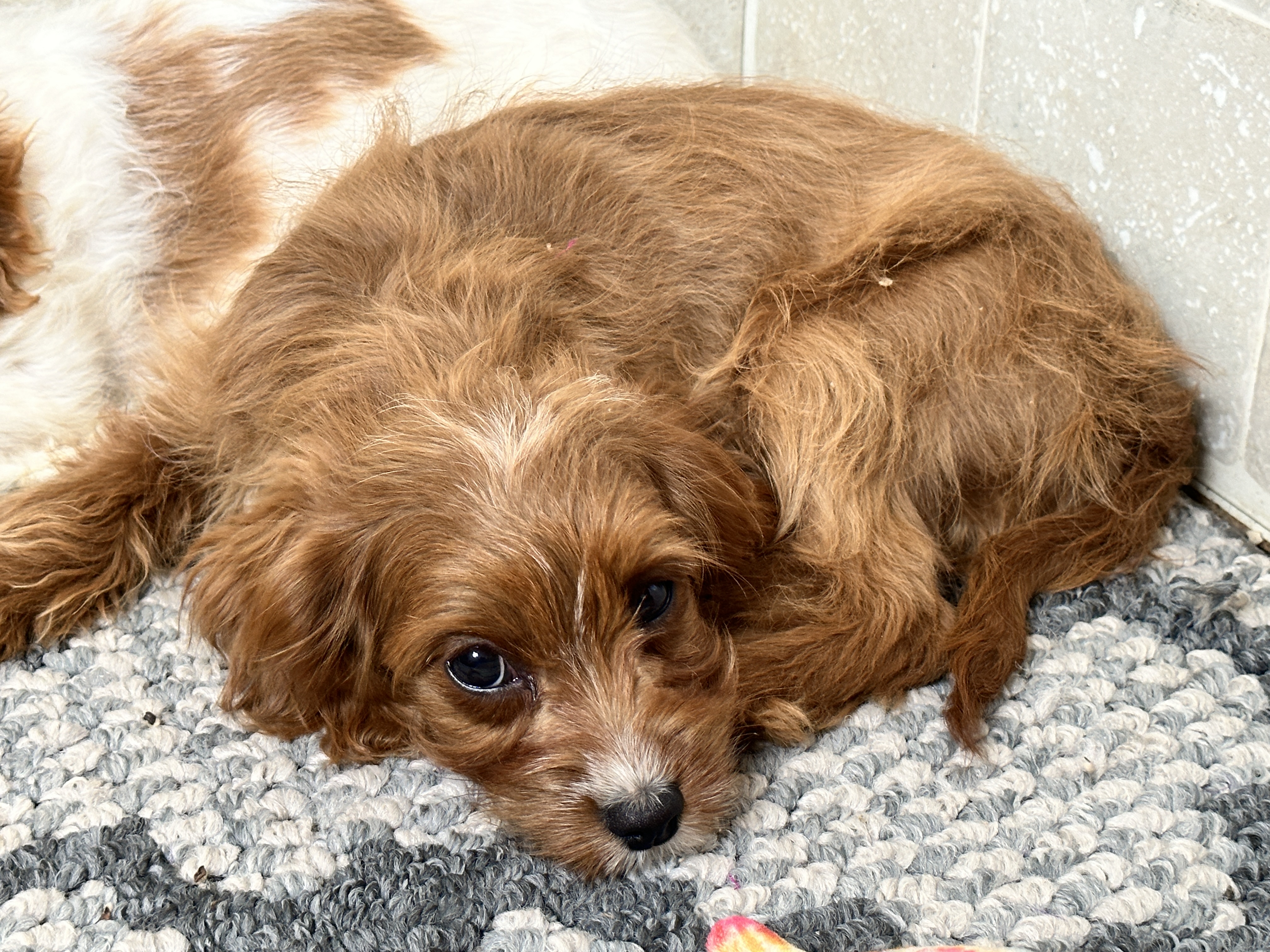 puppy, for, sale, Poodle/Cavalier King, Kimberly  Dildine, dog, breeder, Willow Springs, MO, dog-breeder, puppy-for-sale, forsale, nearby, find, puppyfind, locator, puppylocator, aca