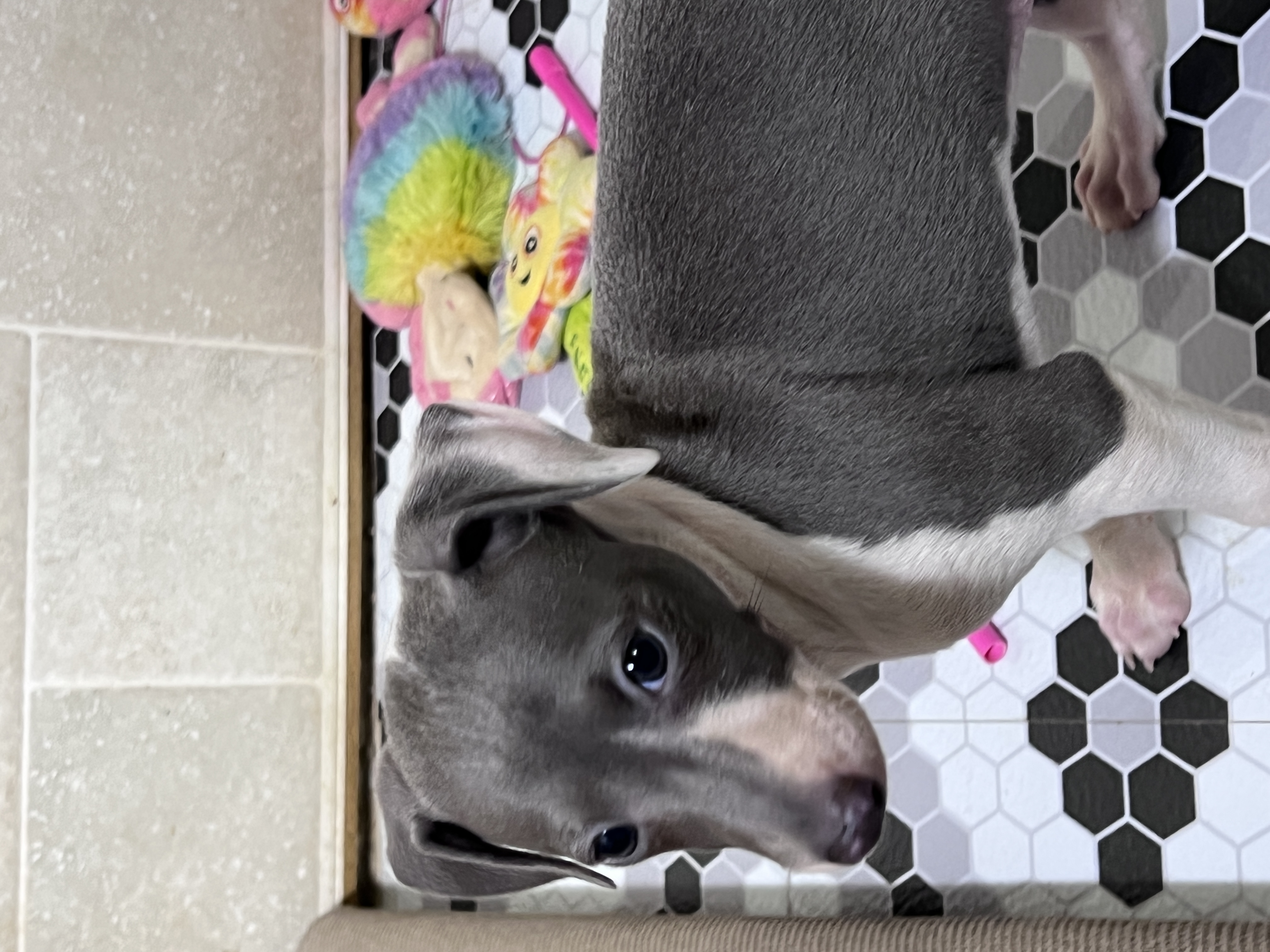 puppy, for, sale, Italian Greyhound, Kimberly  Dildine, dog, breeder, Willow Springs, MO, dog-breeder, puppy-for-sale, forsale, nearby, find, puppyfind, locator, puppylocator, aca