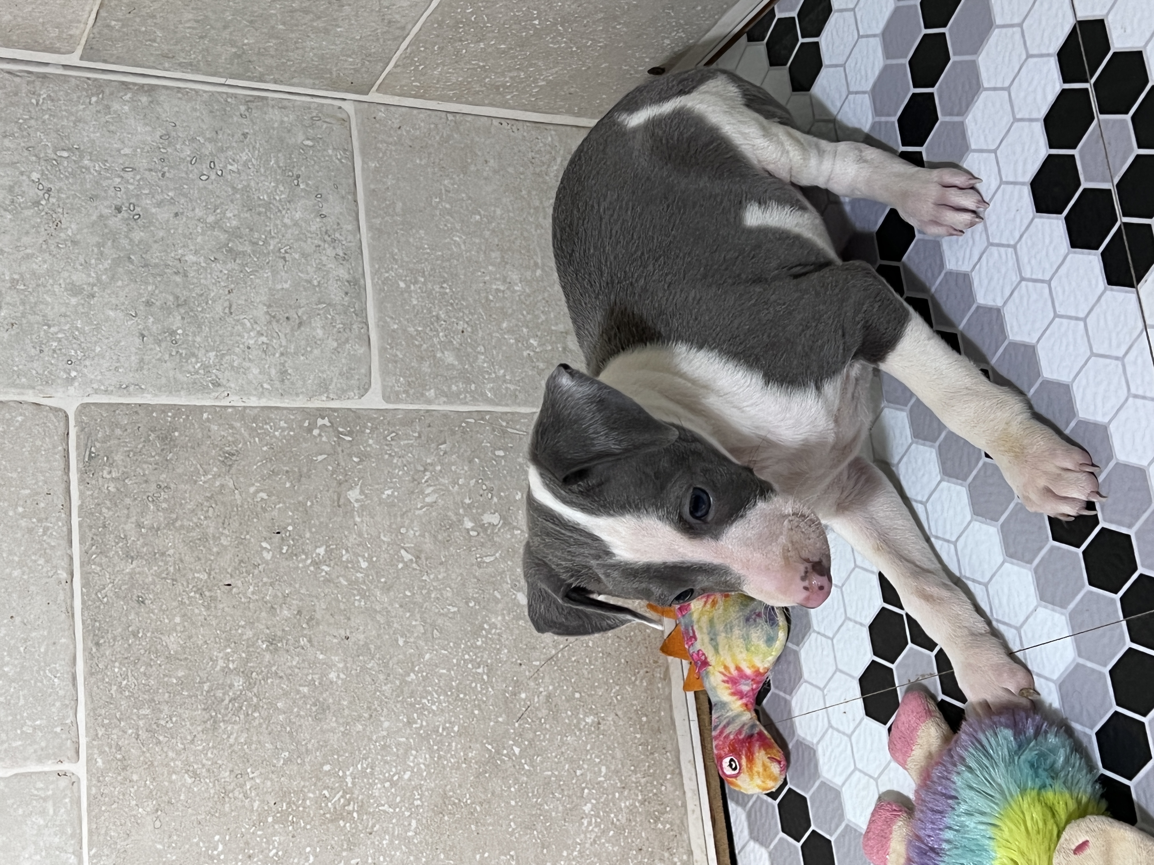 puppy, for, sale, Italian Greyhound, Kimberly  Dildine, dog, breeder, Willow Springs, MO, dog-breeder, puppy-for-sale, forsale, nearby, find, puppyfind, locator, puppylocator, aca