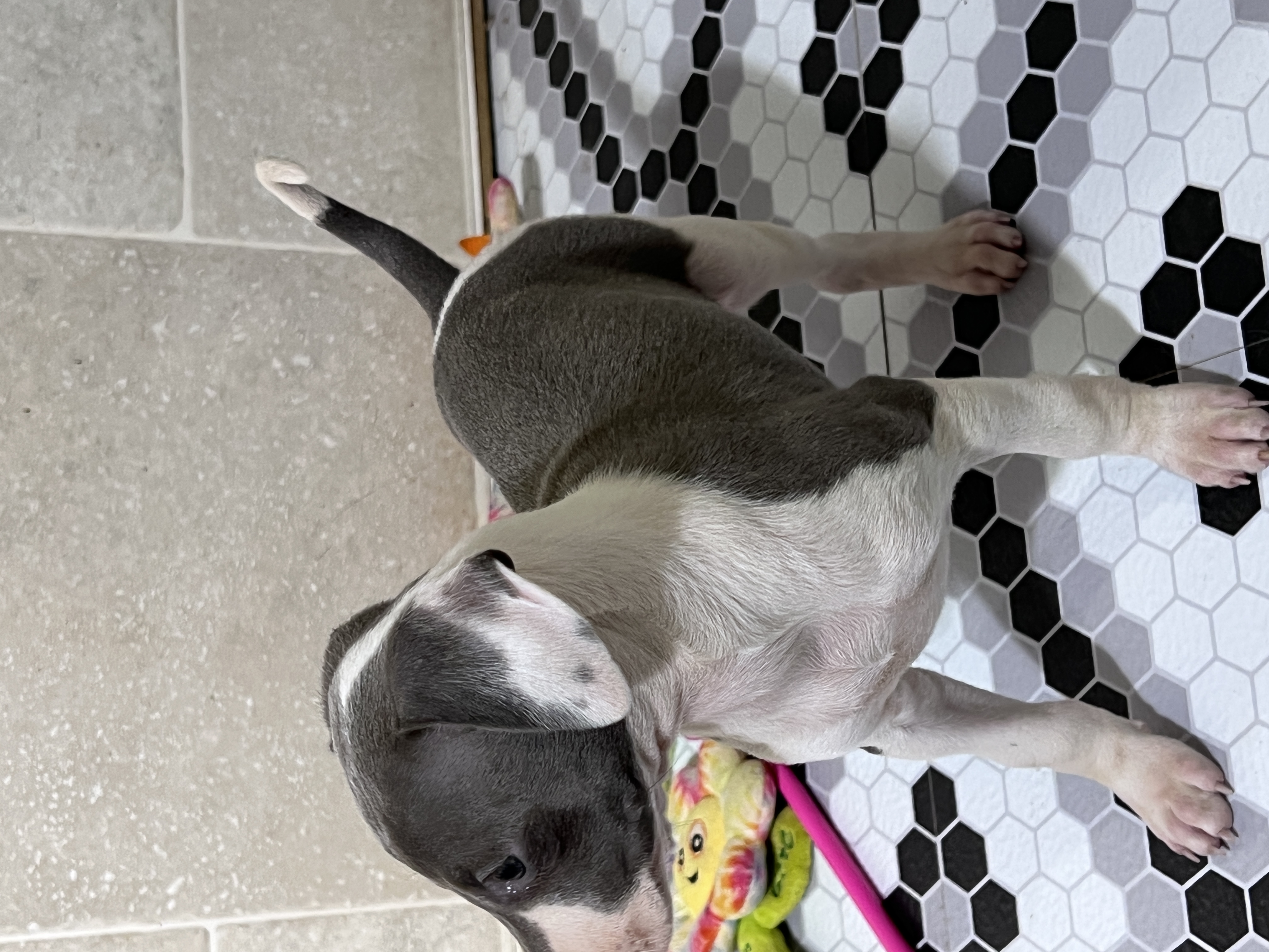 puppy, for, sale, Italian Greyhound, Kimberly  Dildine, dog, breeder, Willow Springs, MO, dog-breeder, puppy-for-sale, forsale, nearby, find, puppyfind, locator, puppylocator, aca