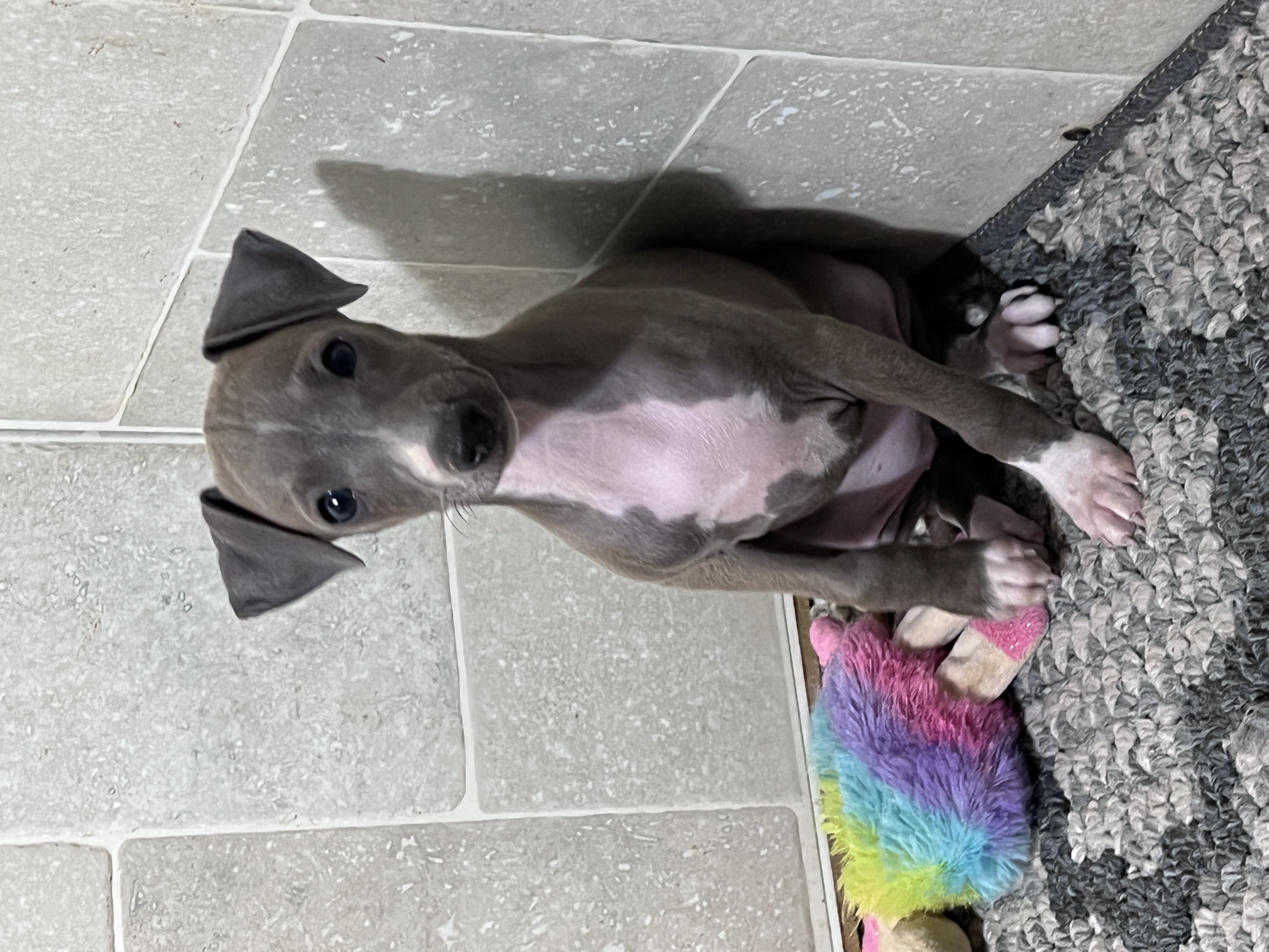puppy, for, sale, Italian Greyhound, Kimberly  Dildine, dog, breeder, Willow Springs, MO, dog-breeder, puppy-for-sale, forsale, nearby, find, puppyfind, locator, puppylocator, aca