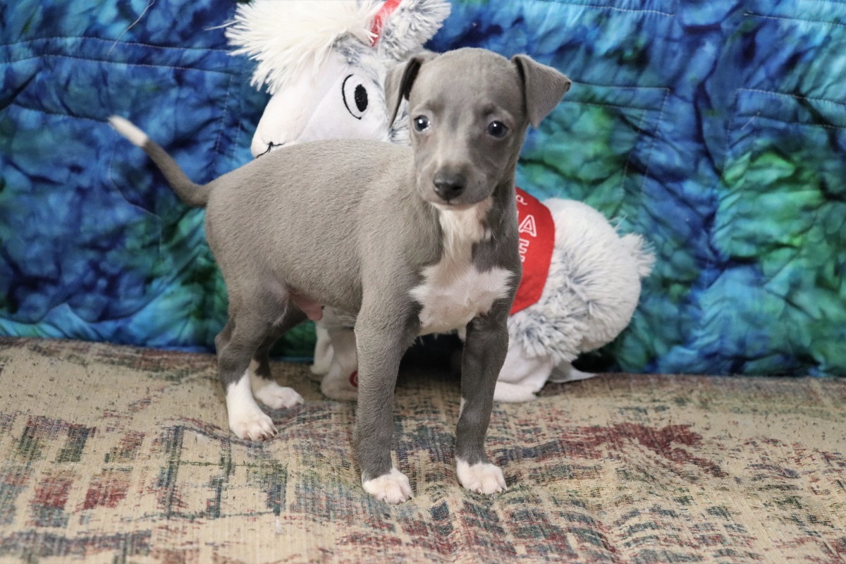 Kim Dildine Italian Greyhound Pups For Sale
