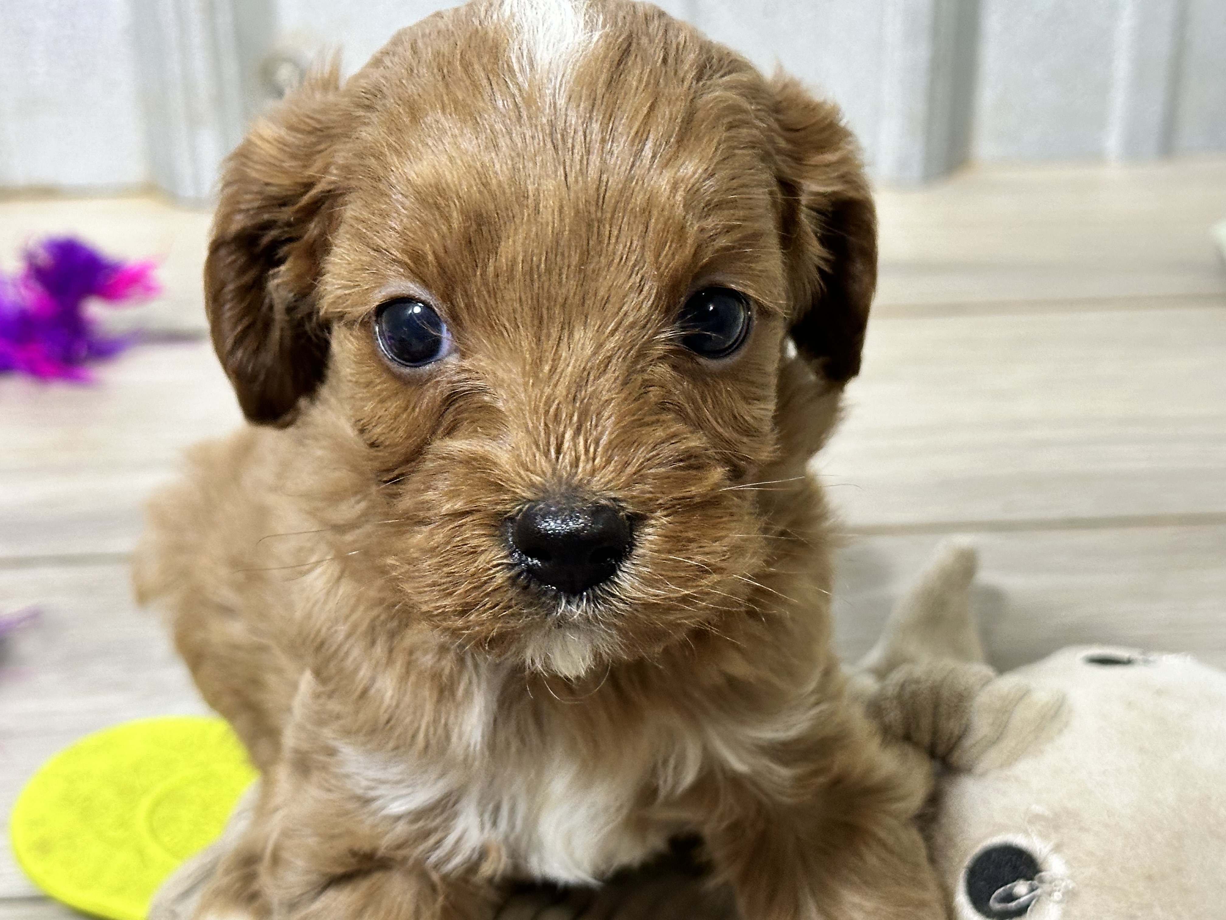 puppy, for, sale, Cavapoo, Kimberly  Dildine, dog, breeder, Willow Springs, MO, dog-breeder, puppy-for-sale, forsale, nearby, find, puppyfind, locator, puppylocator, aca