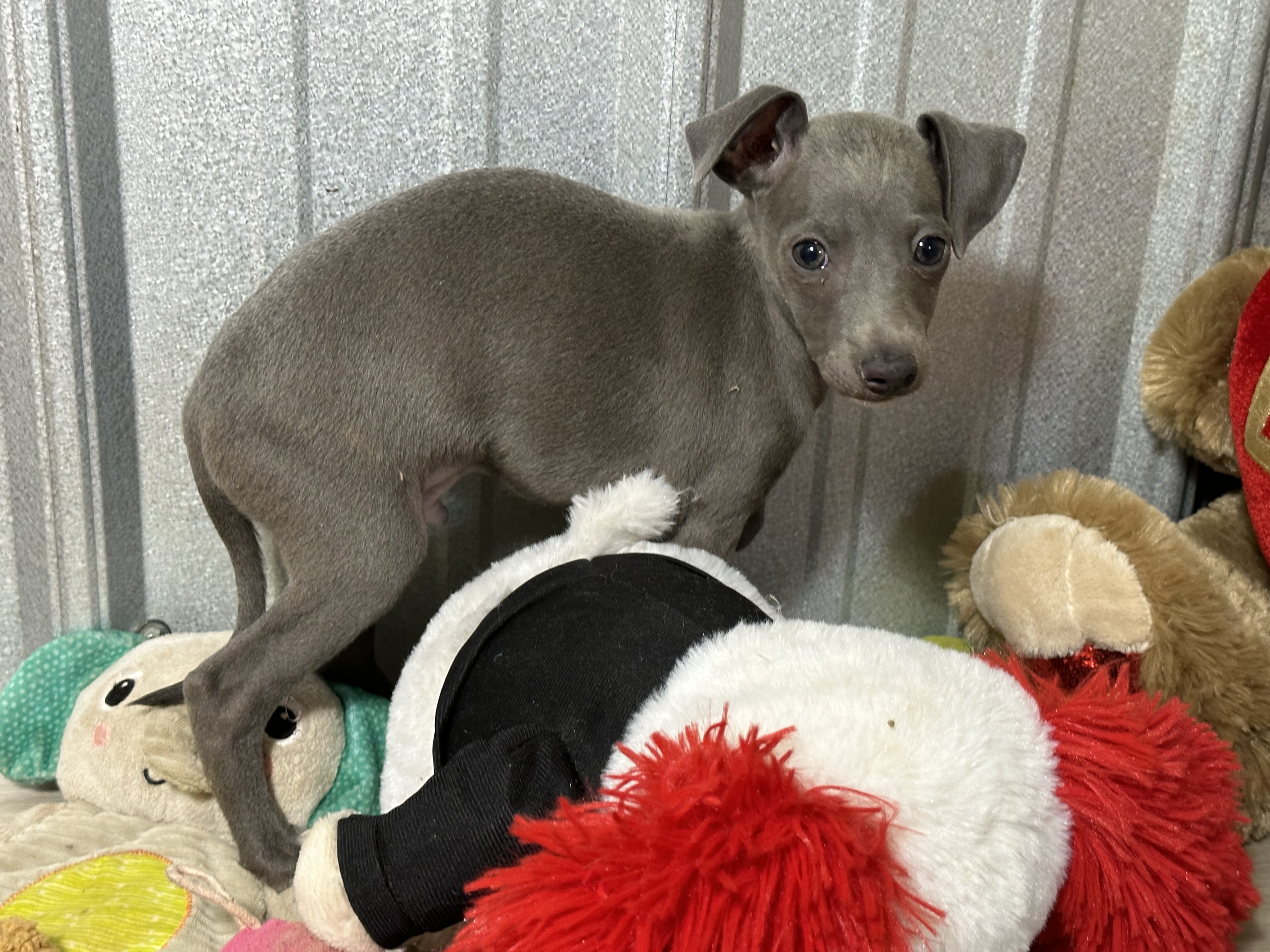 puppy, for, sale, Italian Greyhound, Kimberly  Dildine, dog, breeder, Willow Springs, MO, dog-breeder, puppy-for-sale, forsale, nearby, find, puppyfind, locator, puppylocator, aca