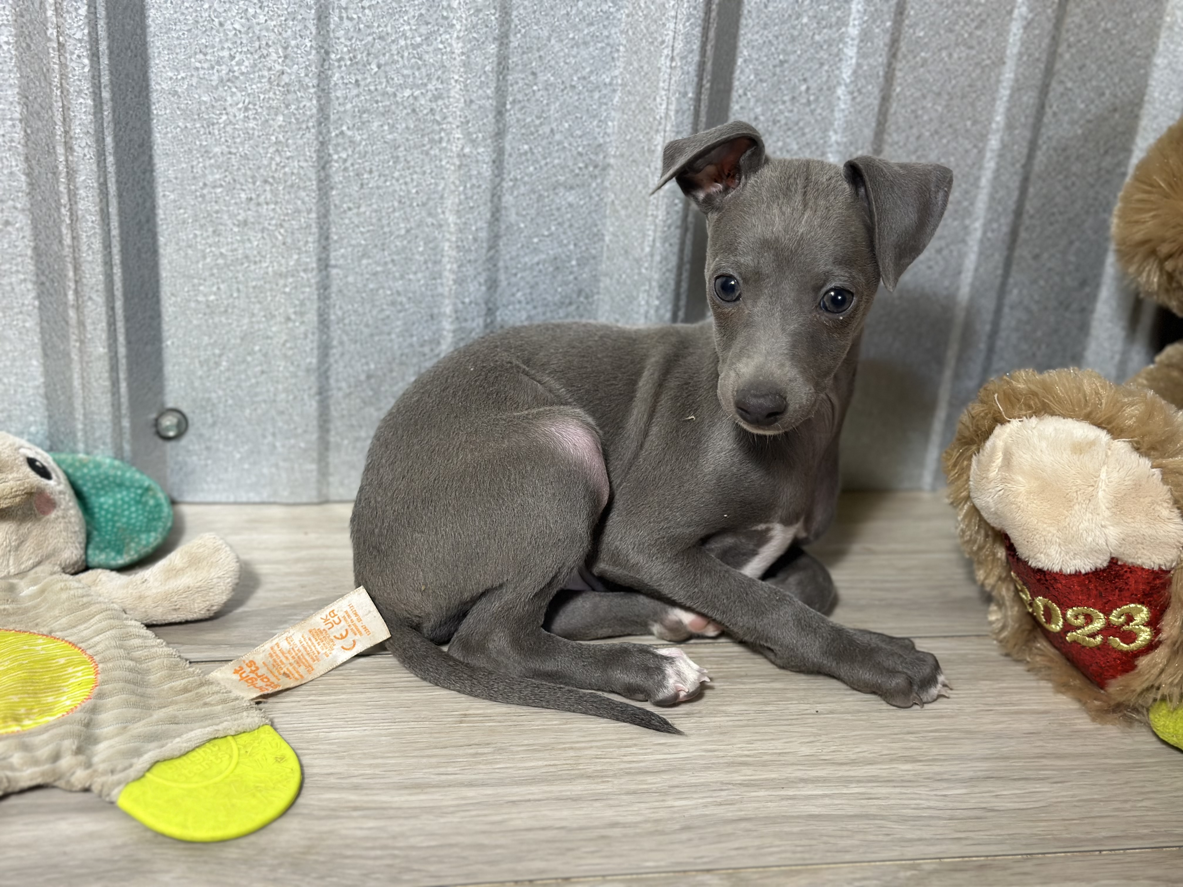 puppy, for, sale, Italian Greyhound, Kimberly  Dildine, dog, breeder, Willow Springs, MO, dog-breeder, puppy-for-sale, forsale, nearby, find, puppyfind, locator, puppylocator, aca