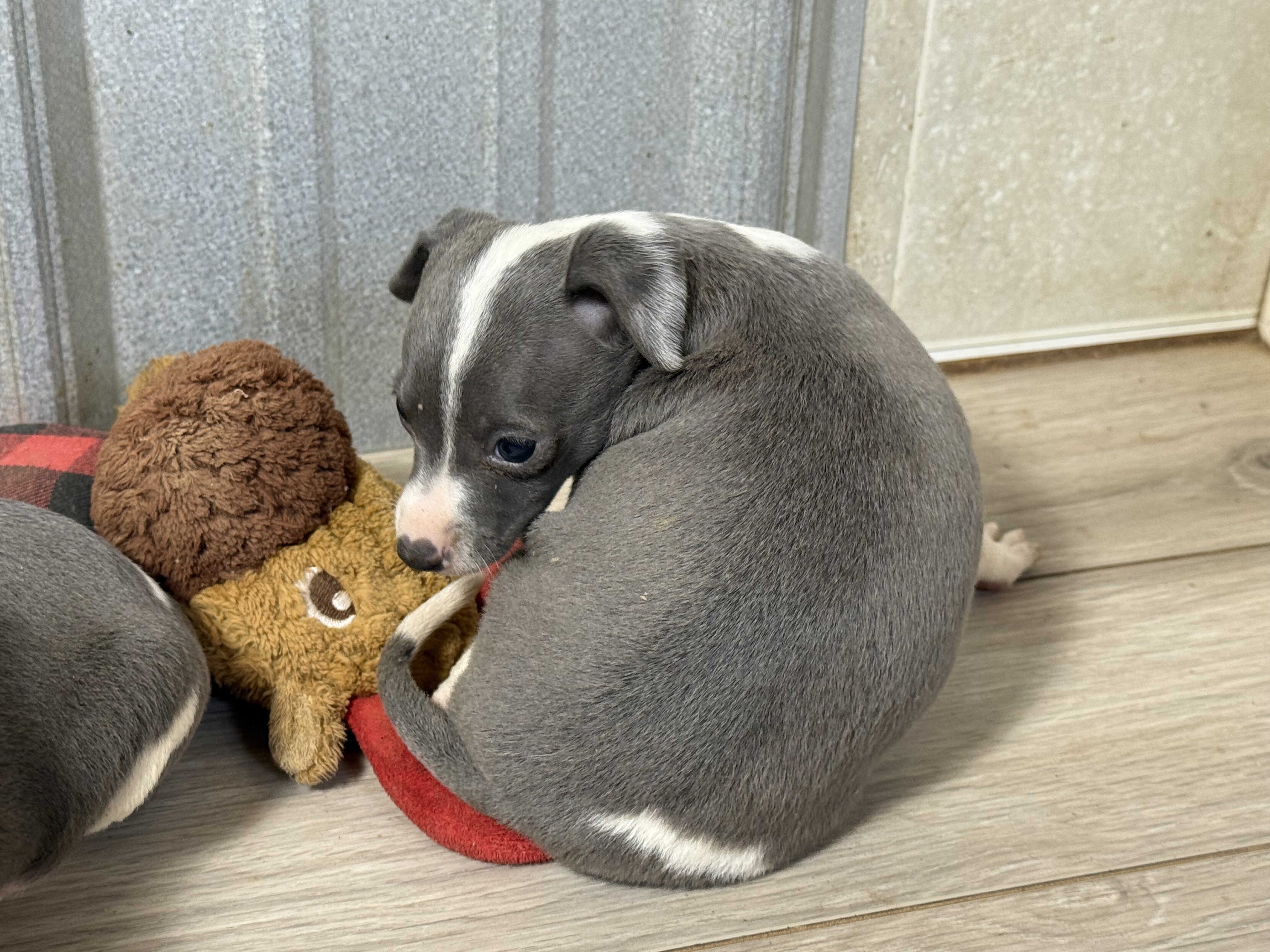puppy, for, sale, Italian Greyhound, Kimberly  Dildine, dog, breeder, Willow Springs, MO, dog-breeder, puppy-for-sale, forsale, nearby, find, puppyfind, locator, puppylocator, aca