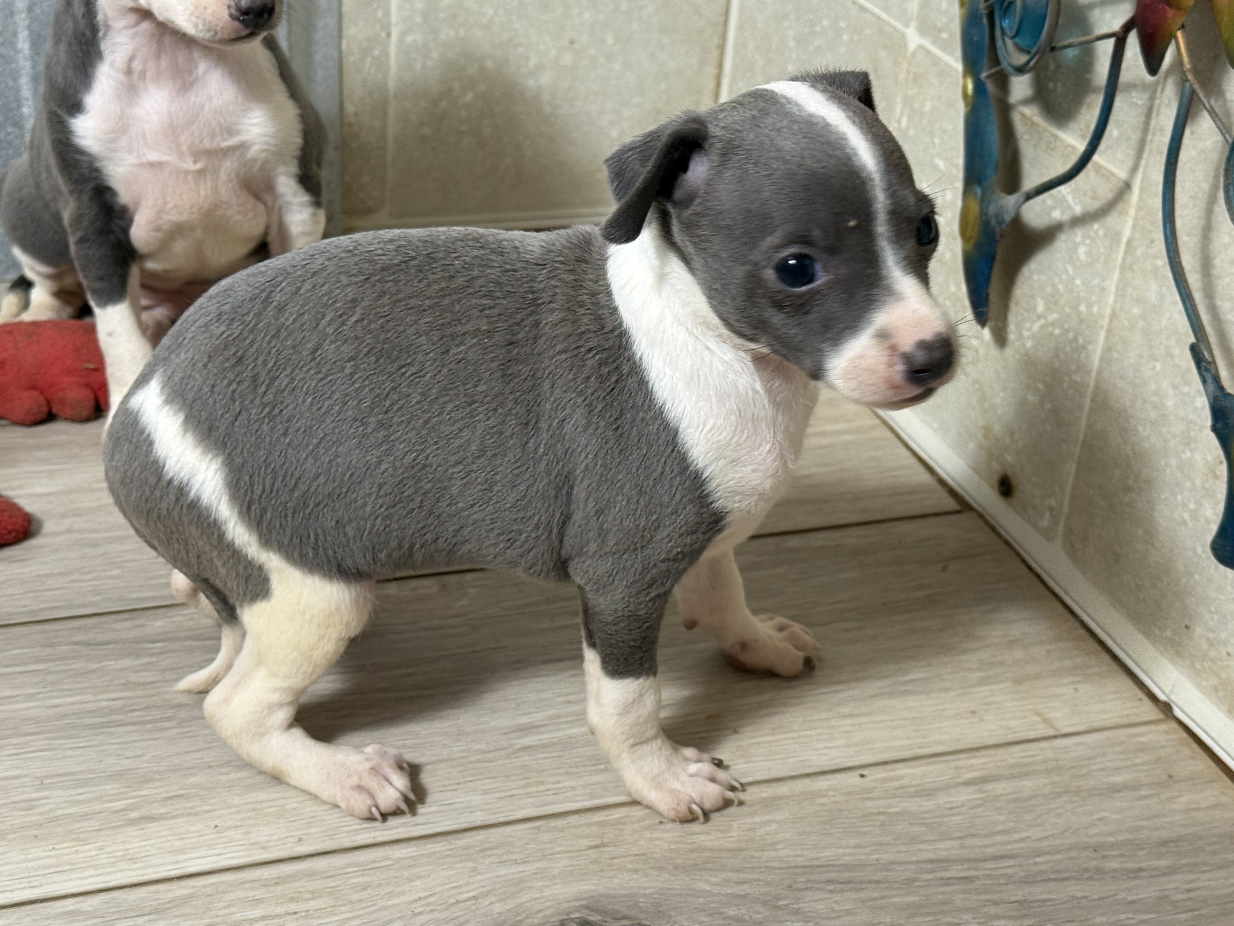 puppy, for, sale, Italian Greyhound, Kimberly  Dildine, dog, breeder, Willow Springs, MO, dog-breeder, puppy-for-sale, forsale, nearby, find, puppyfind, locator, puppylocator, aca