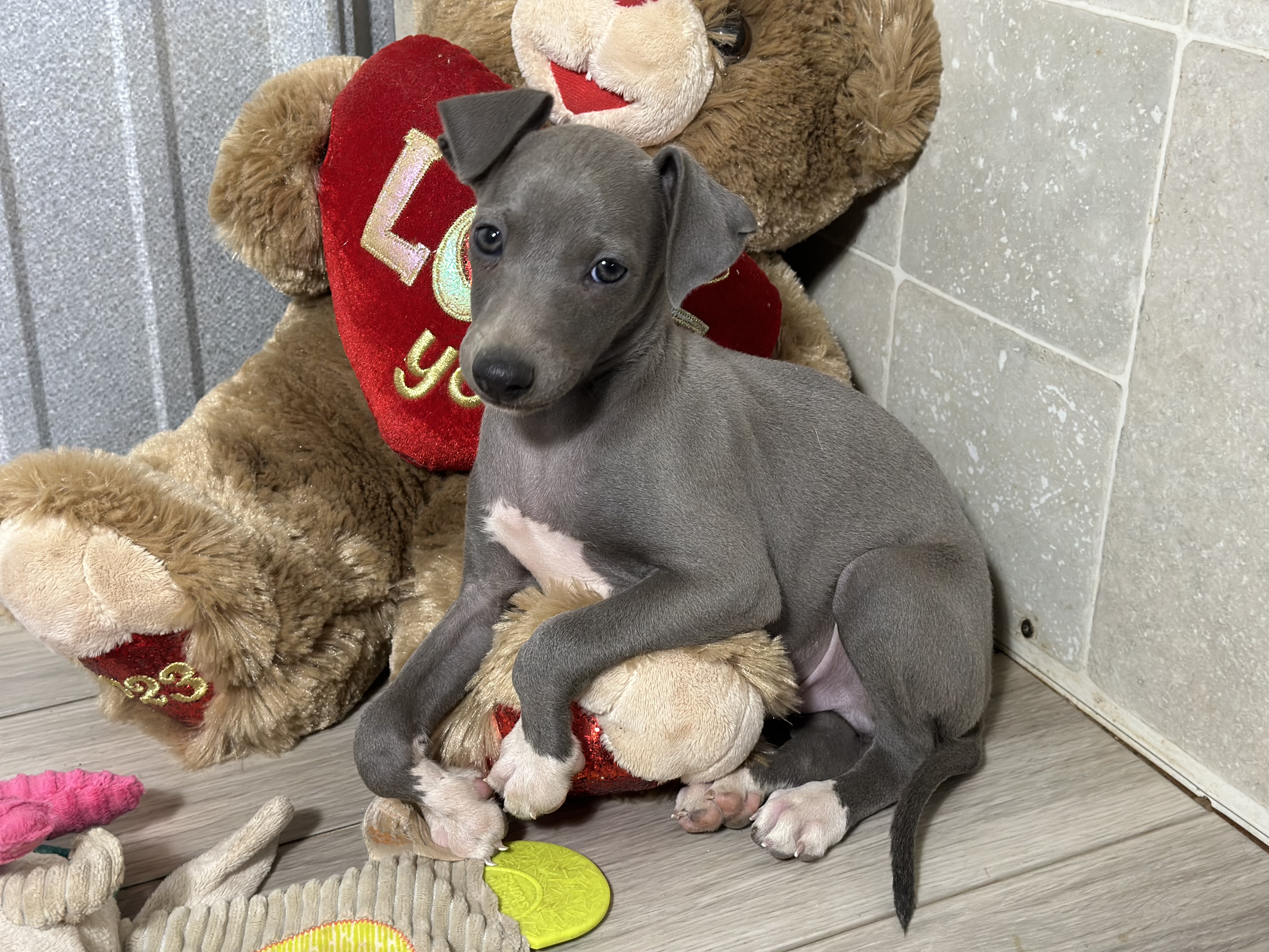 puppy, for, sale, Italian Greyhound, Kimberly  Dildine, dog, breeder, Willow Springs, MO, dog-breeder, puppy-for-sale, forsale, nearby, find, puppyfind, locator, puppylocator, aca