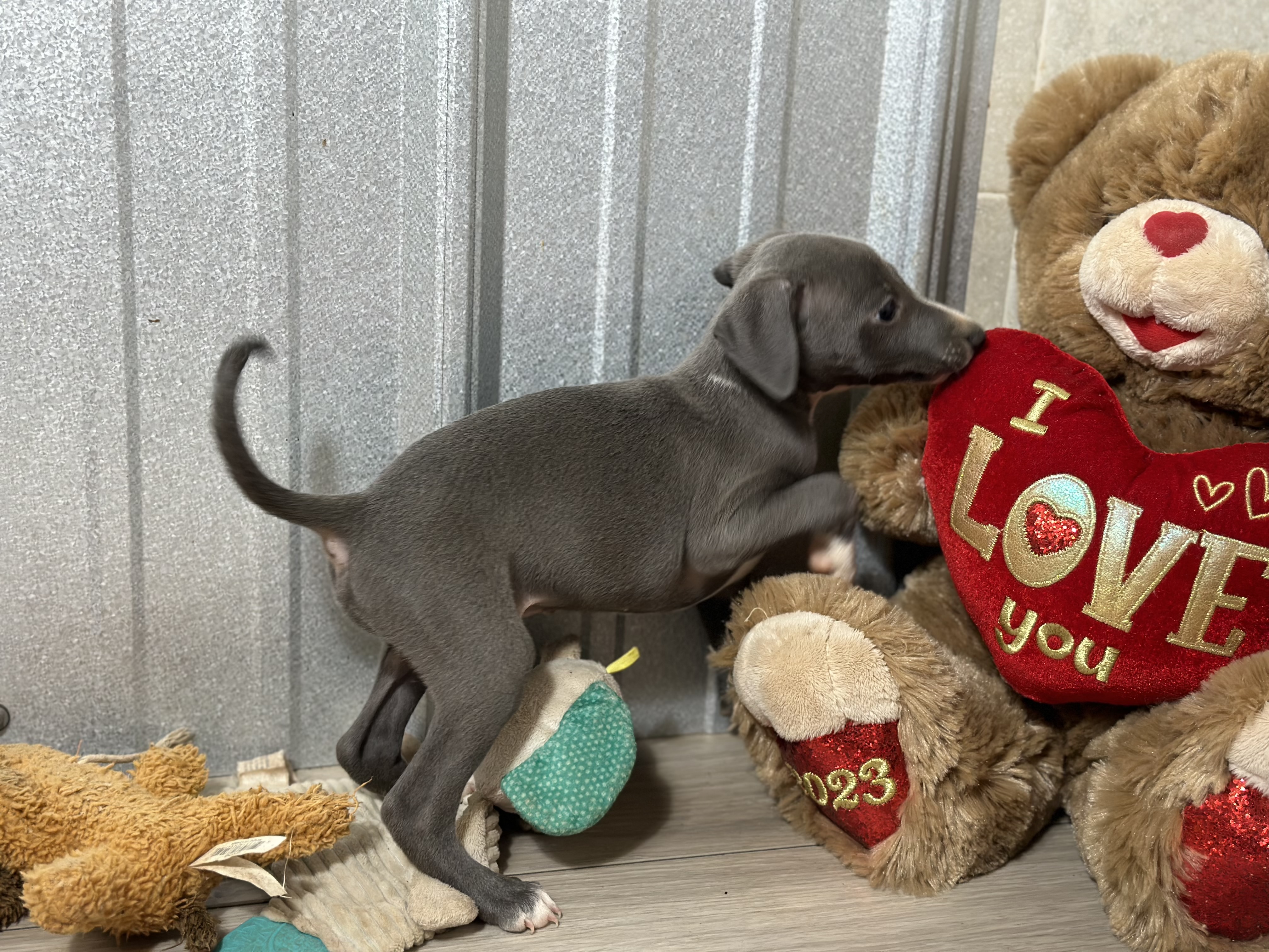 puppy, for, sale, Italian Greyhound, Kimberly  Dildine, dog, breeder, Willow Springs, MO, dog-breeder, puppy-for-sale, forsale, nearby, find, puppyfind, locator, puppylocator, aca