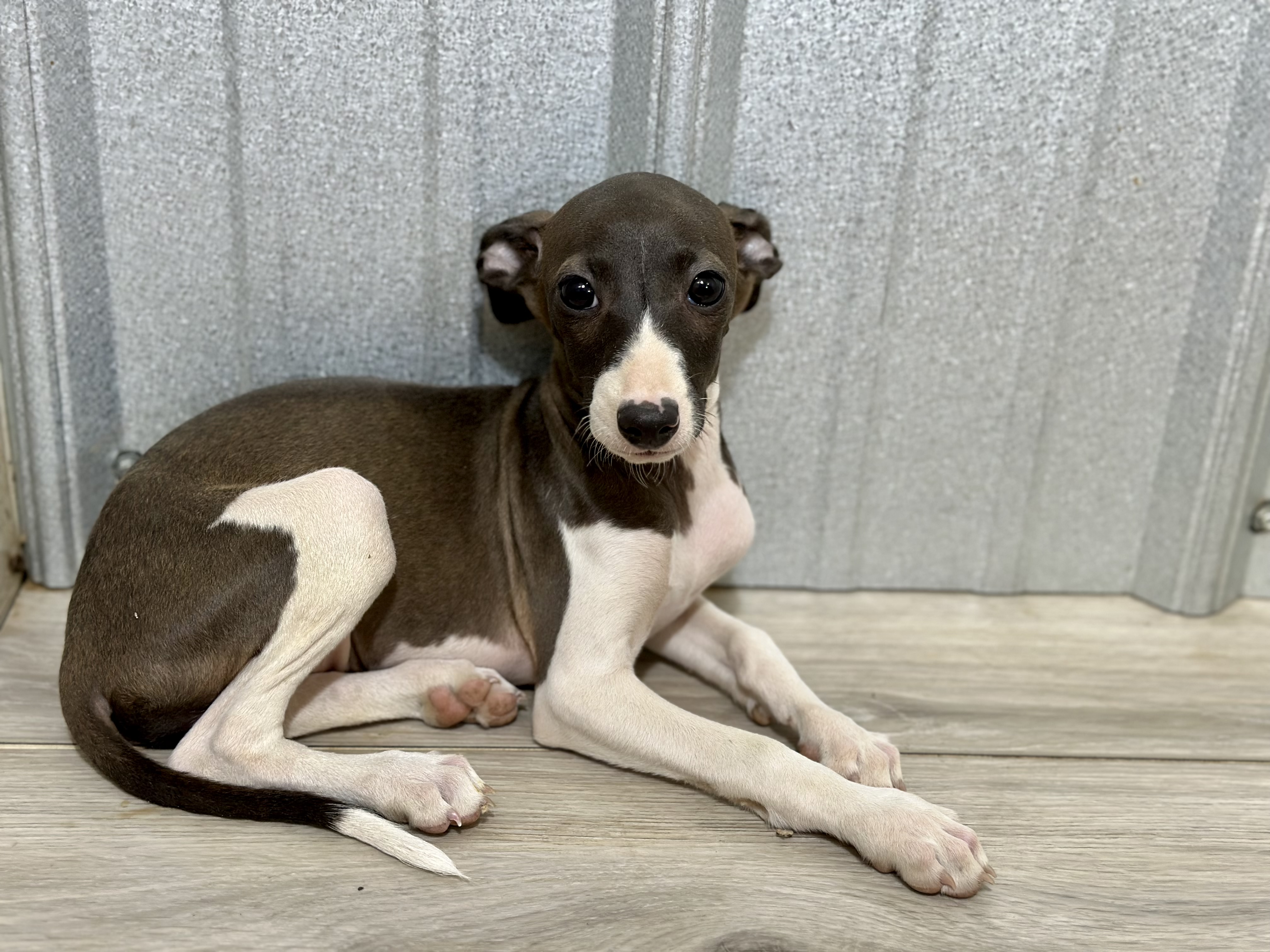 puppy, for, sale, Italian Greyhound, Kimberly  Dildine, dog, breeder, Willow Springs, MO, dog-breeder, puppy-for-sale, forsale, nearby, find, puppyfind, locator, puppylocator, aca