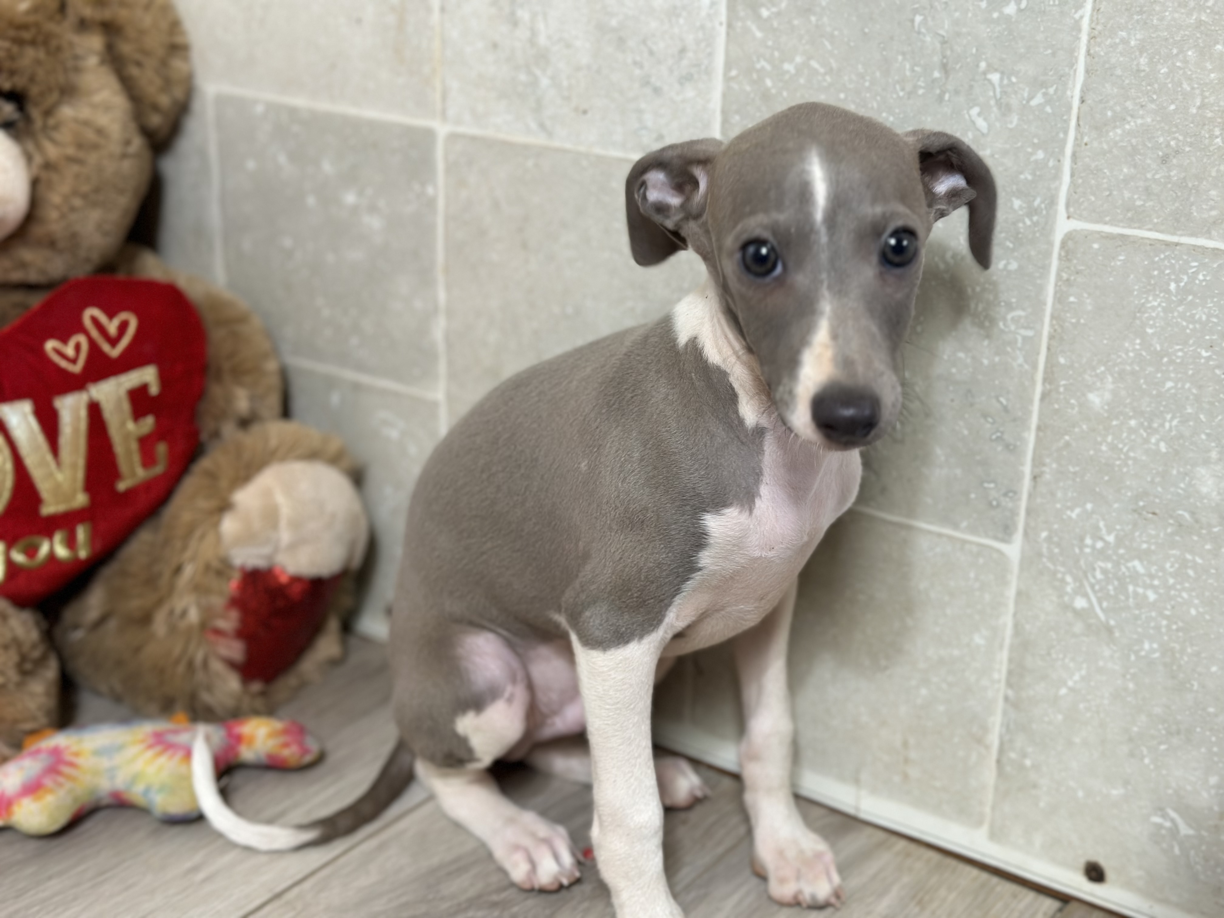 puppy, for, sale, Italian Greyhound, Kimberly  Dildine, dog, breeder, Willow Springs, MO, dog-breeder, puppy-for-sale, forsale, nearby, find, puppyfind, locator, puppylocator, aca