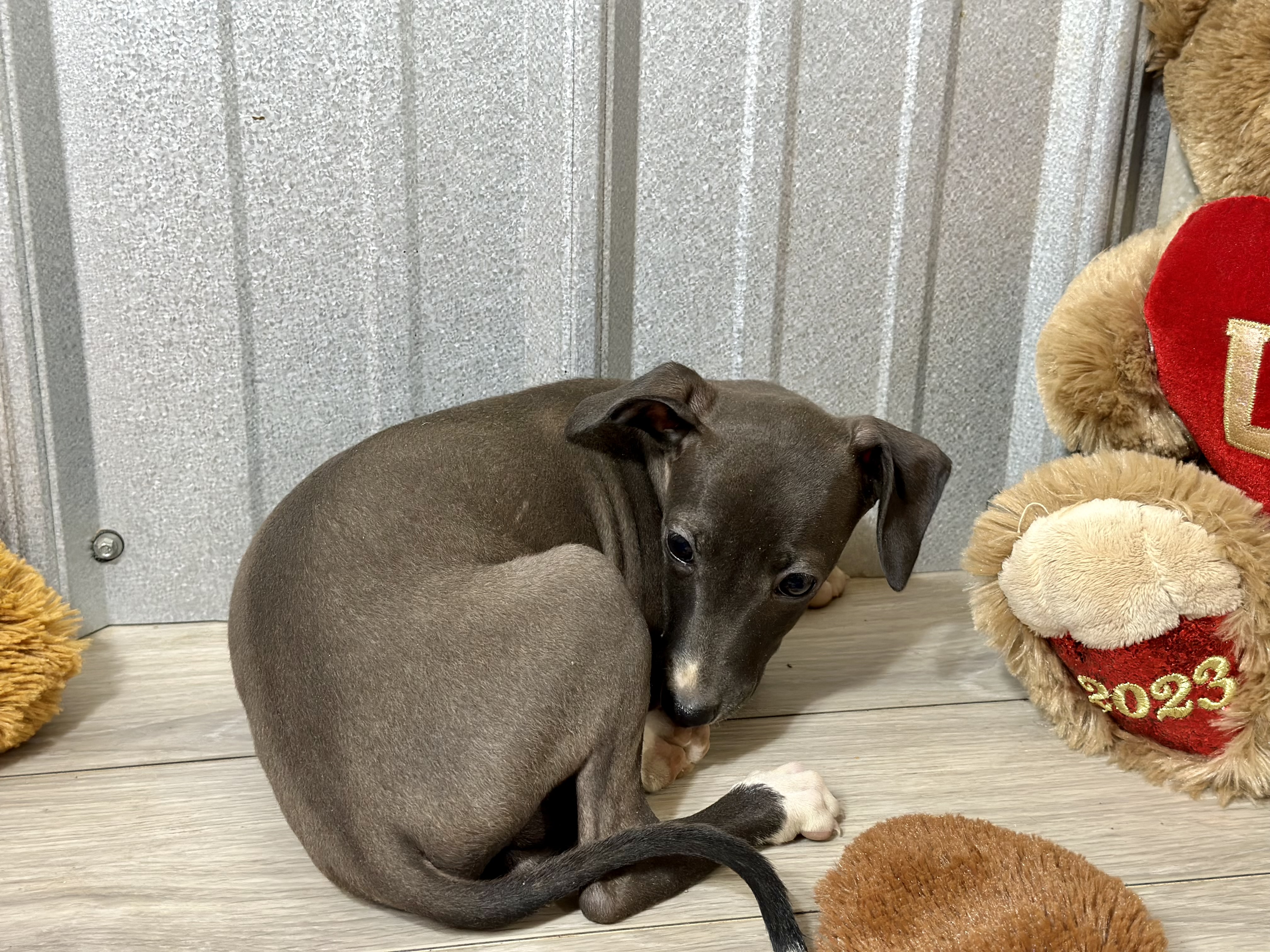puppy, for, sale, Italian Greyhound, Kimberly  Dildine, dog, breeder, Willow Springs, MO, dog-breeder, puppy-for-sale, forsale, nearby, find, puppyfind, locator, puppylocator, aca