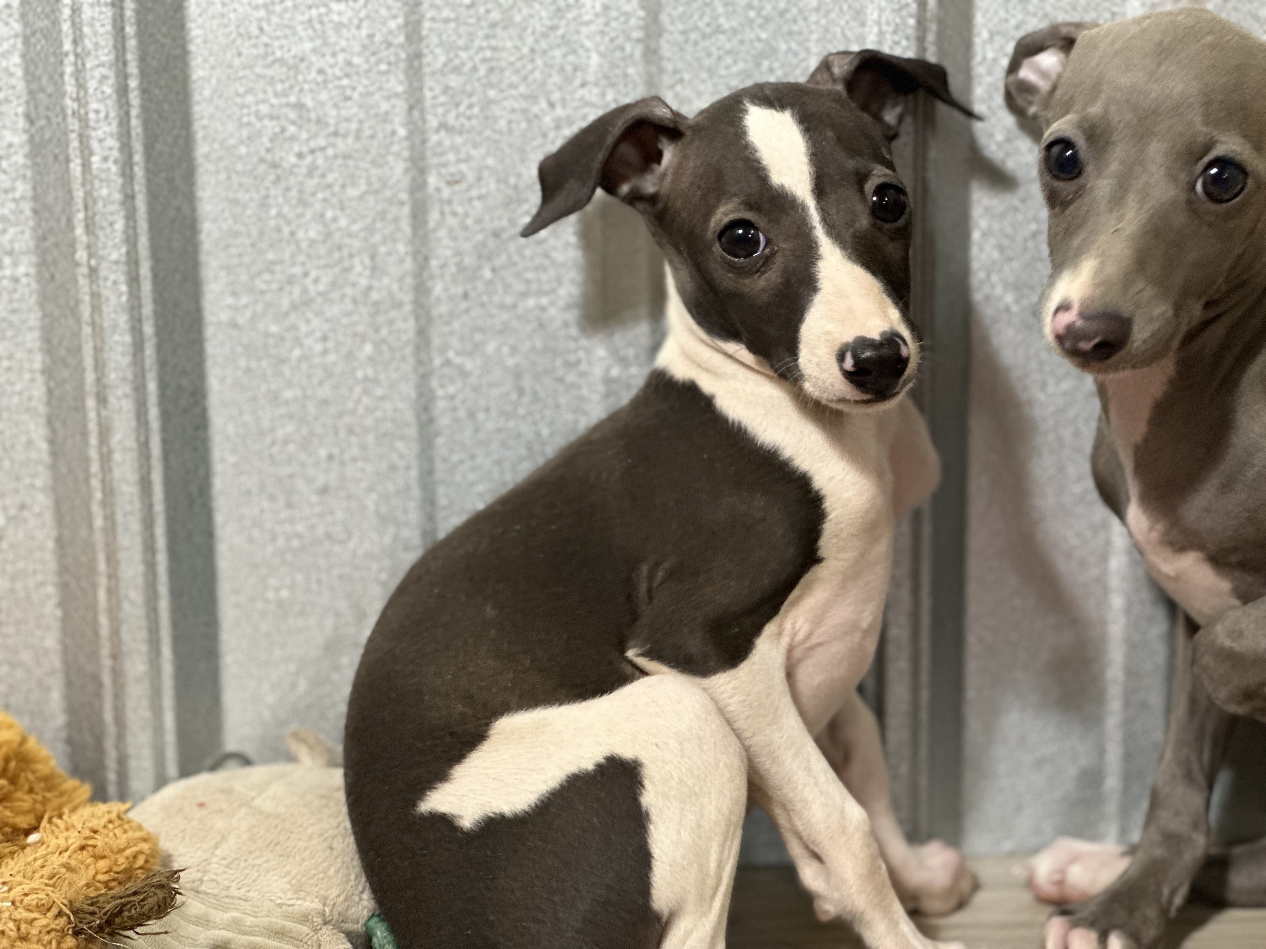 puppy, for, sale, Italian Greyhound, Kimberly  Dildine, dog, breeder, Willow Springs, MO, dog-breeder, puppy-for-sale, forsale, nearby, find, puppyfind, locator, puppylocator, aca