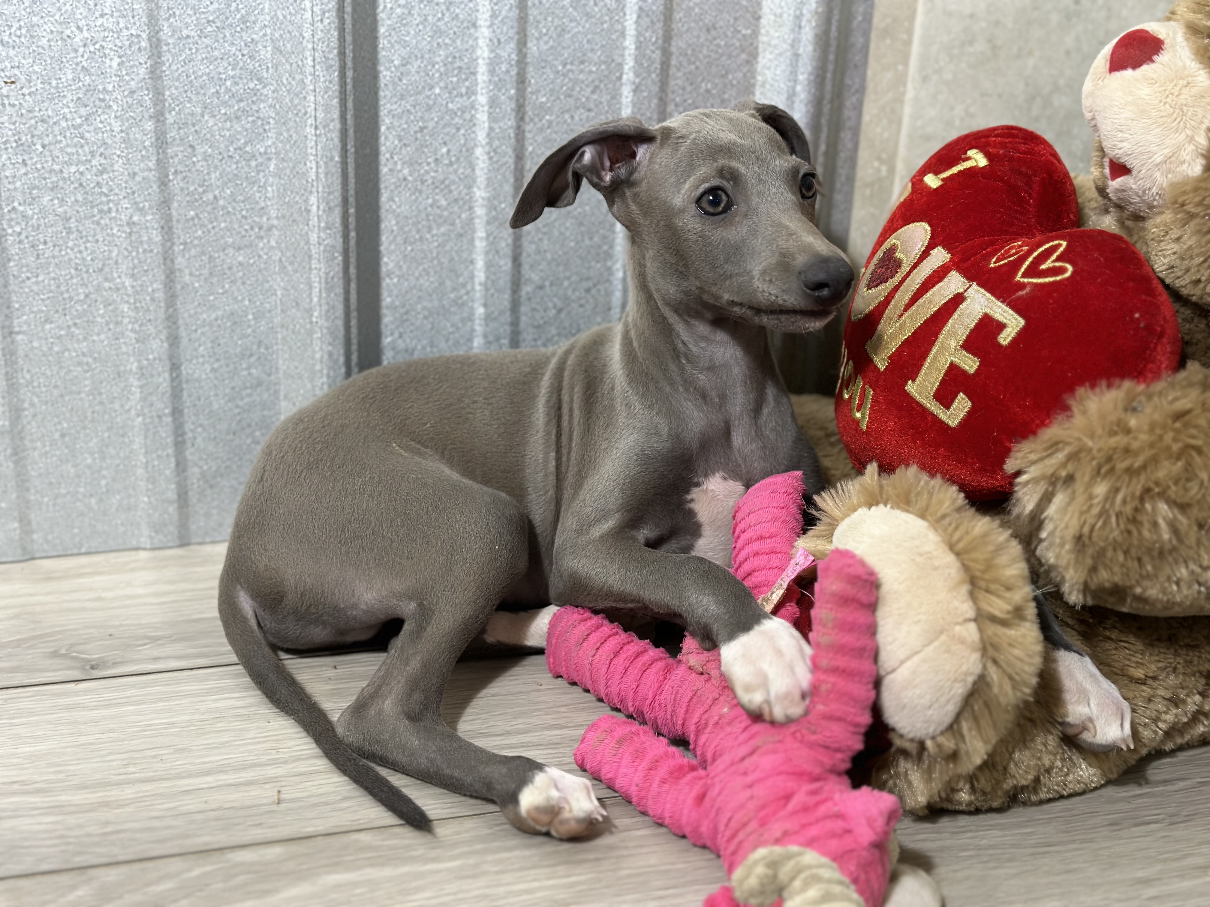 puppy, for, sale, Italian Greyhound, Kimberly  Dildine, dog, breeder, Willow Springs, MO, dog-breeder, puppy-for-sale, forsale, nearby, find, puppyfind, locator, puppylocator, aca