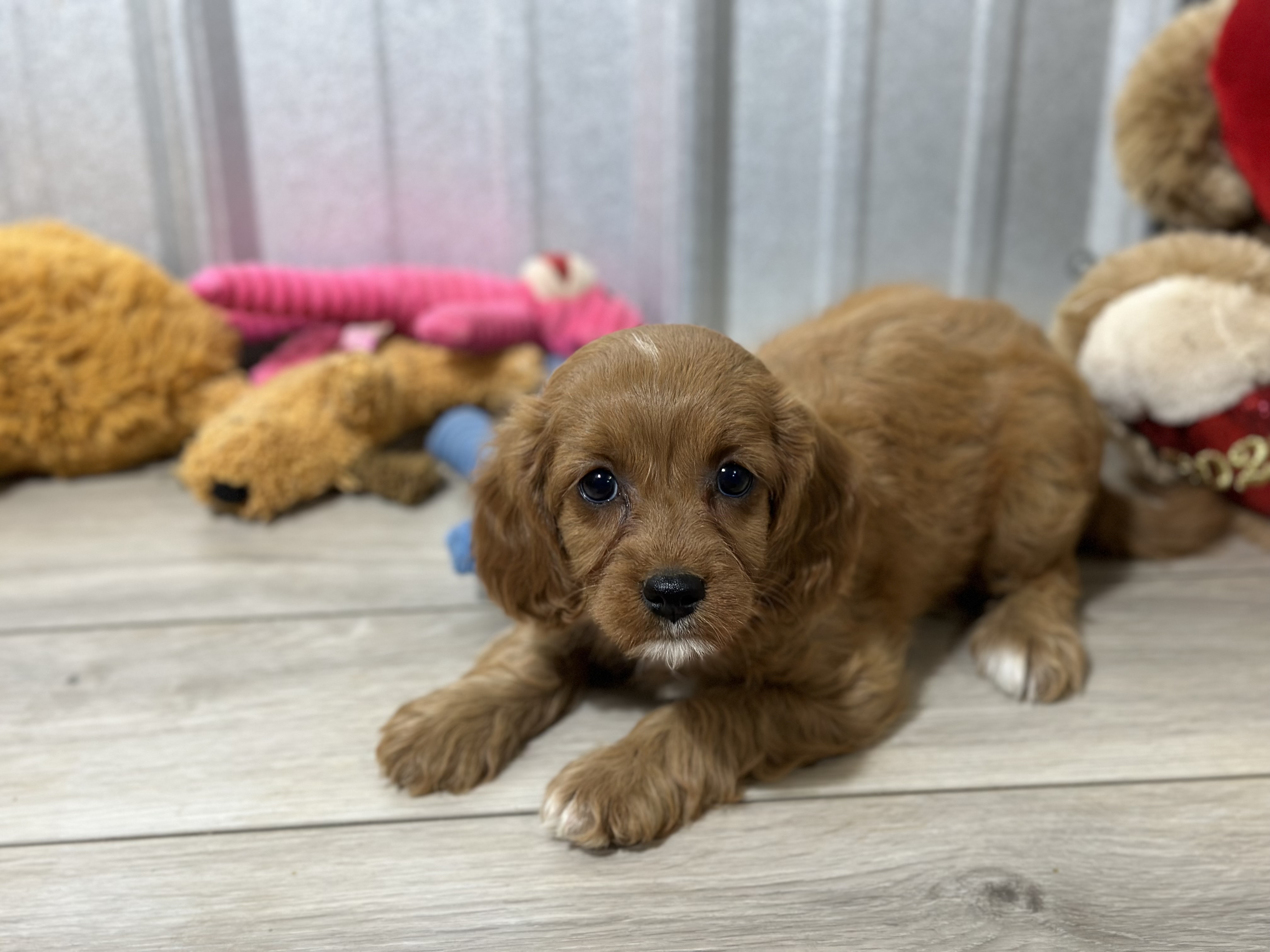 puppy, for, sale, Cavapoo, Kimberly  Dildine, dog, breeder, Willow Springs, MO, dog-breeder, puppy-for-sale, forsale, nearby, find, puppyfind, locator, puppylocator, aca