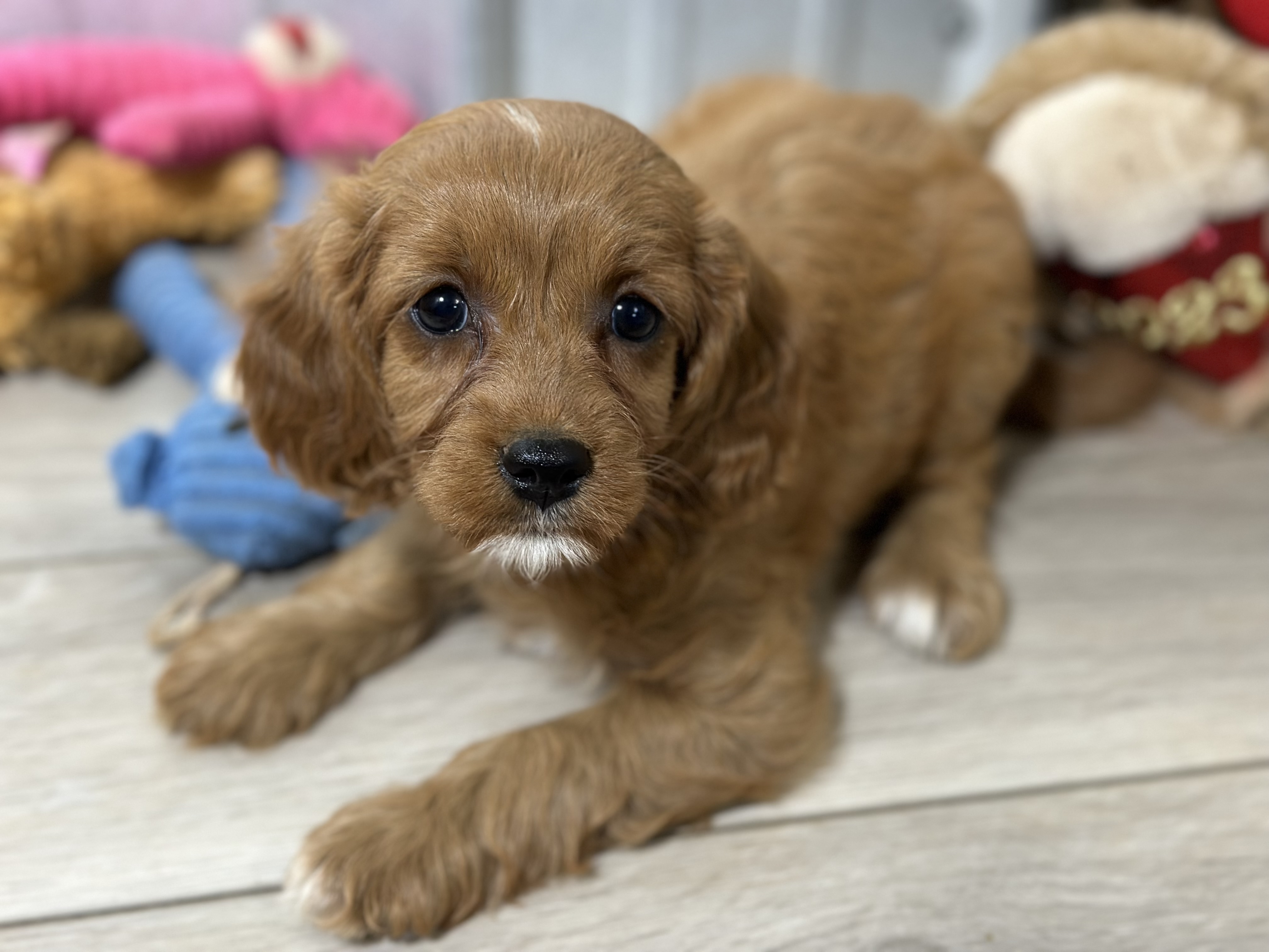 puppy, for, sale, Cavapoo, Kimberly  Dildine, dog, breeder, Willow Springs, MO, dog-breeder, puppy-for-sale, forsale, nearby, find, puppyfind, locator, puppylocator, aca