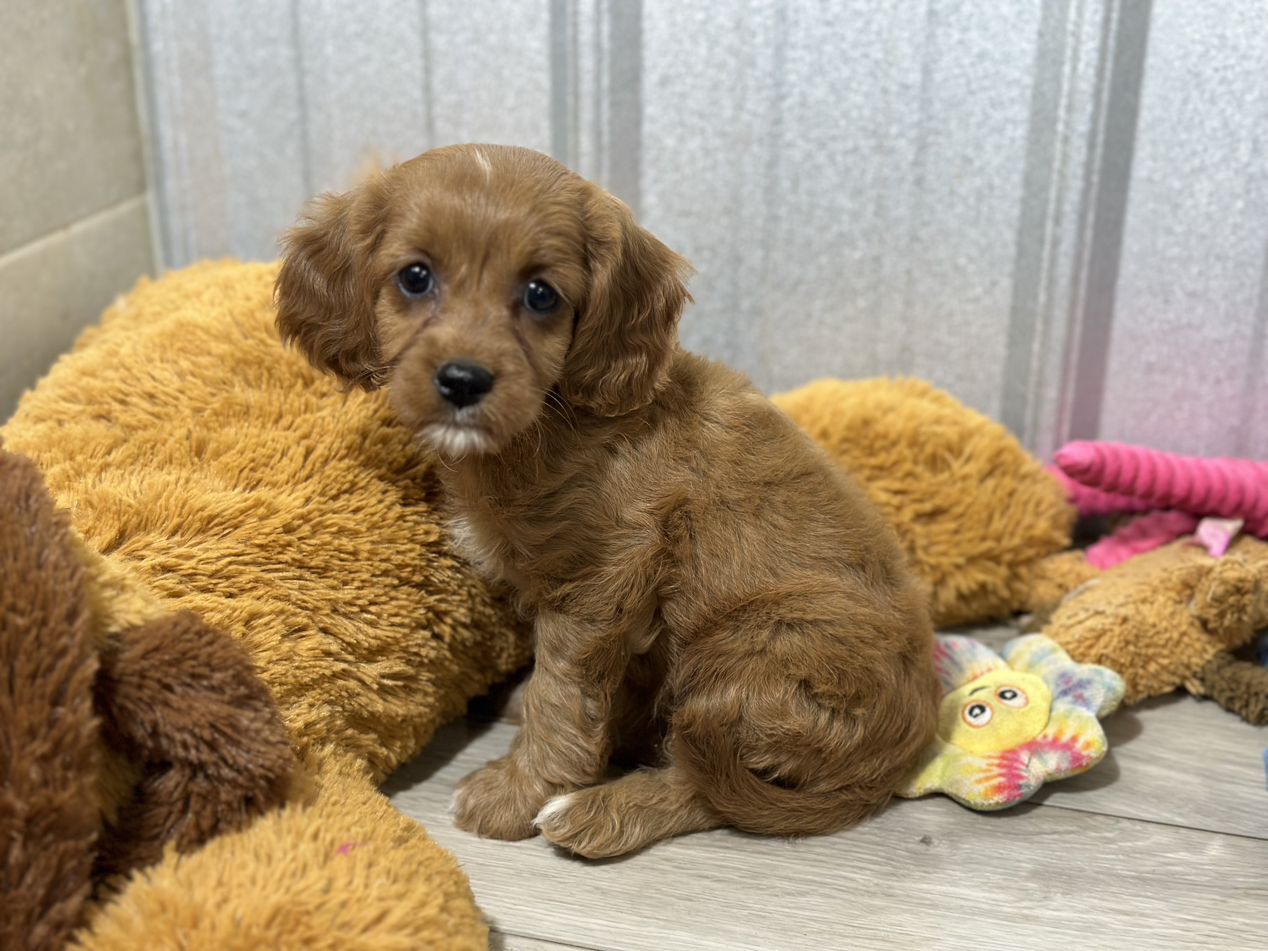 puppy, for, sale, Cavapoo, Kimberly  Dildine, dog, breeder, Willow Springs, MO, dog-breeder, puppy-for-sale, forsale, nearby, find, puppyfind, locator, puppylocator, aca