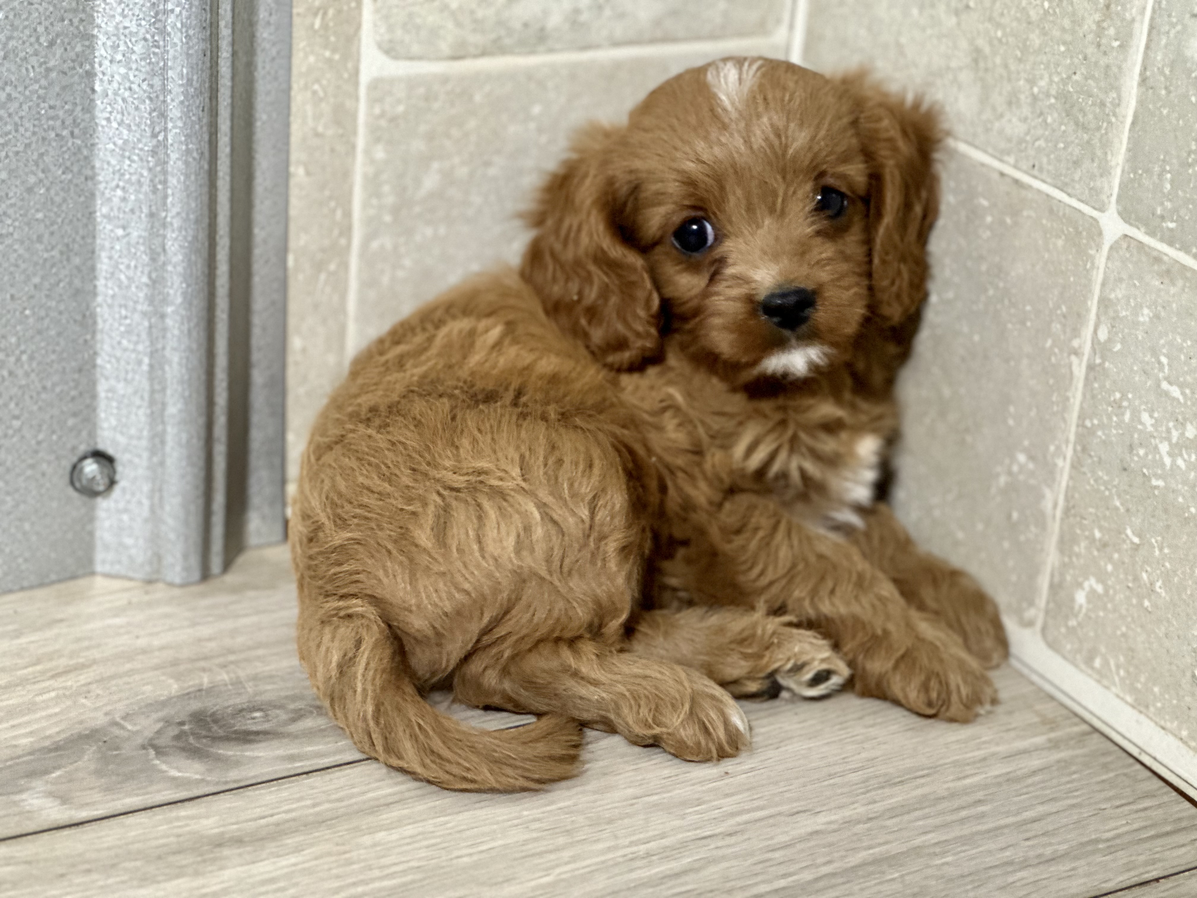 puppy, for, sale, Cavapoo, Kimberly  Dildine, dog, breeder, Willow Springs, MO, dog-breeder, puppy-for-sale, forsale, nearby, find, puppyfind, locator, puppylocator, aca