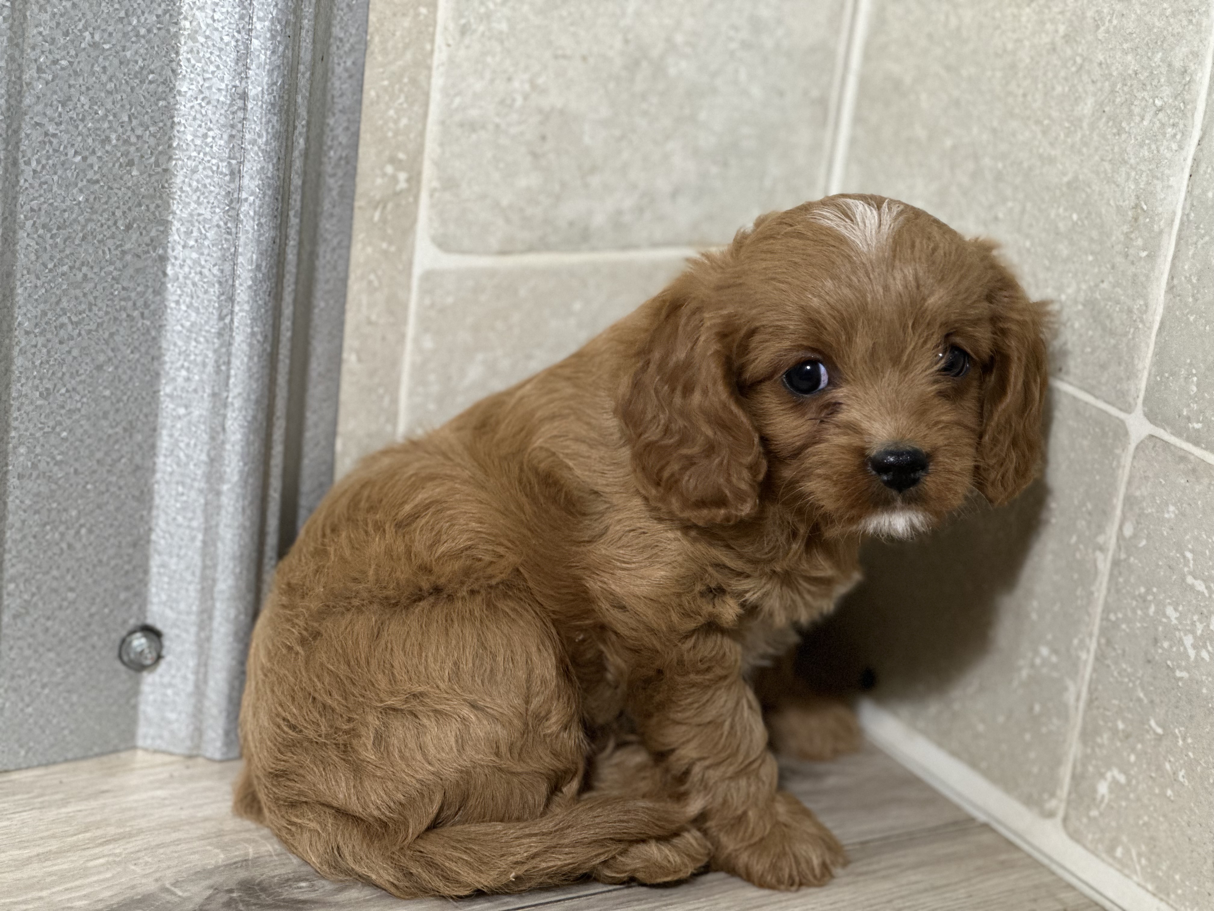 puppy, for, sale, Cavapoo, Kimberly  Dildine, dog, breeder, Willow Springs, MO, dog-breeder, puppy-for-sale, forsale, nearby, find, puppyfind, locator, puppylocator, aca