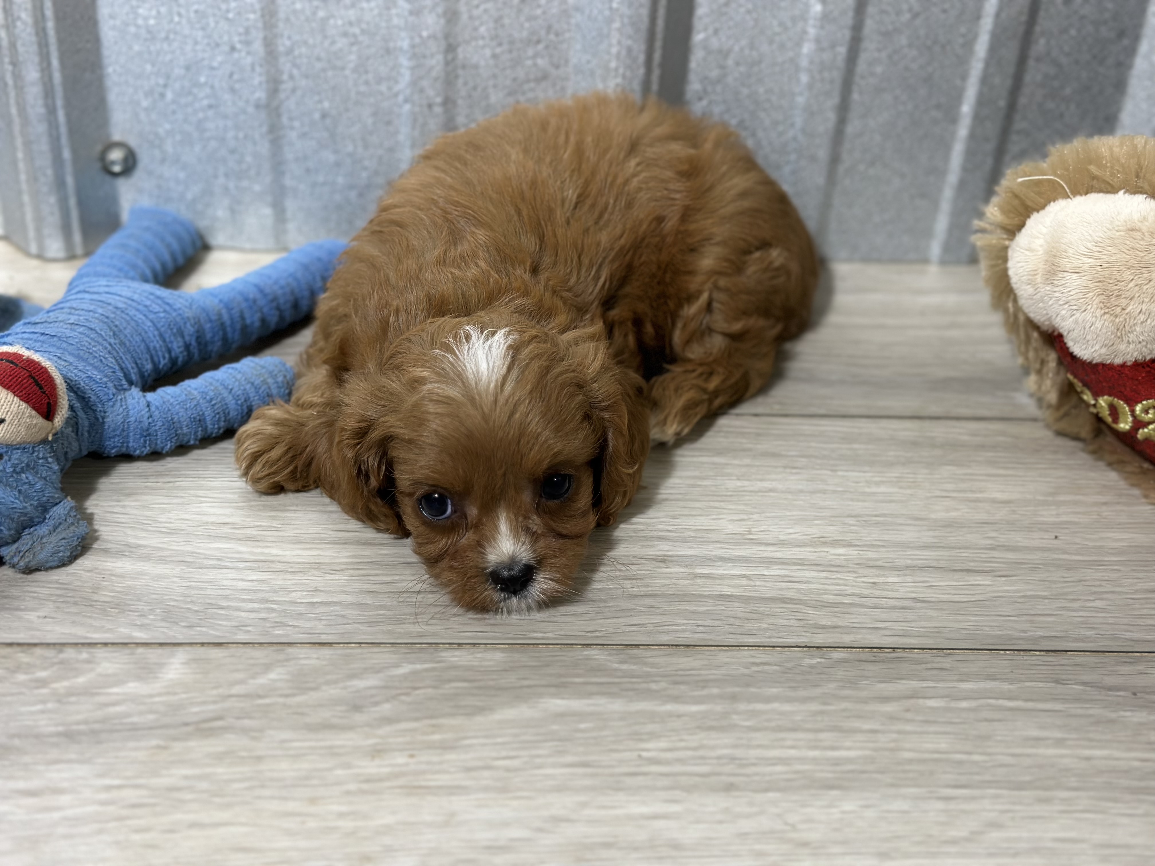 puppy, for, sale, Cavapoo, Kimberly  Dildine, dog, breeder, Willow Springs, MO, dog-breeder, puppy-for-sale, forsale, nearby, find, puppyfind, locator, puppylocator, aca