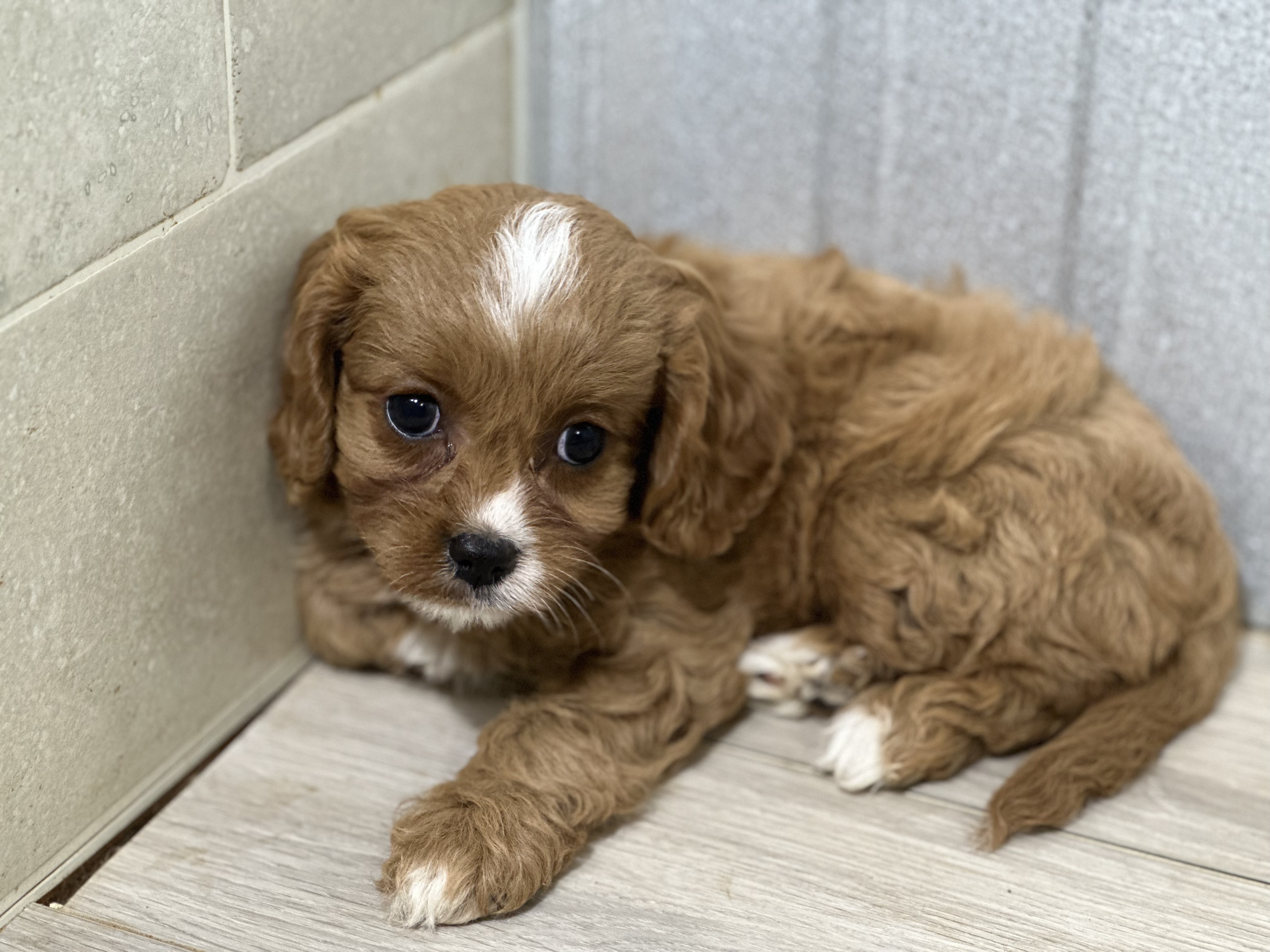 puppy, for, sale, Cavapoo, Kimberly  Dildine, dog, breeder, Willow Springs, MO, dog-breeder, puppy-for-sale, forsale, nearby, find, puppyfind, locator, puppylocator, aca