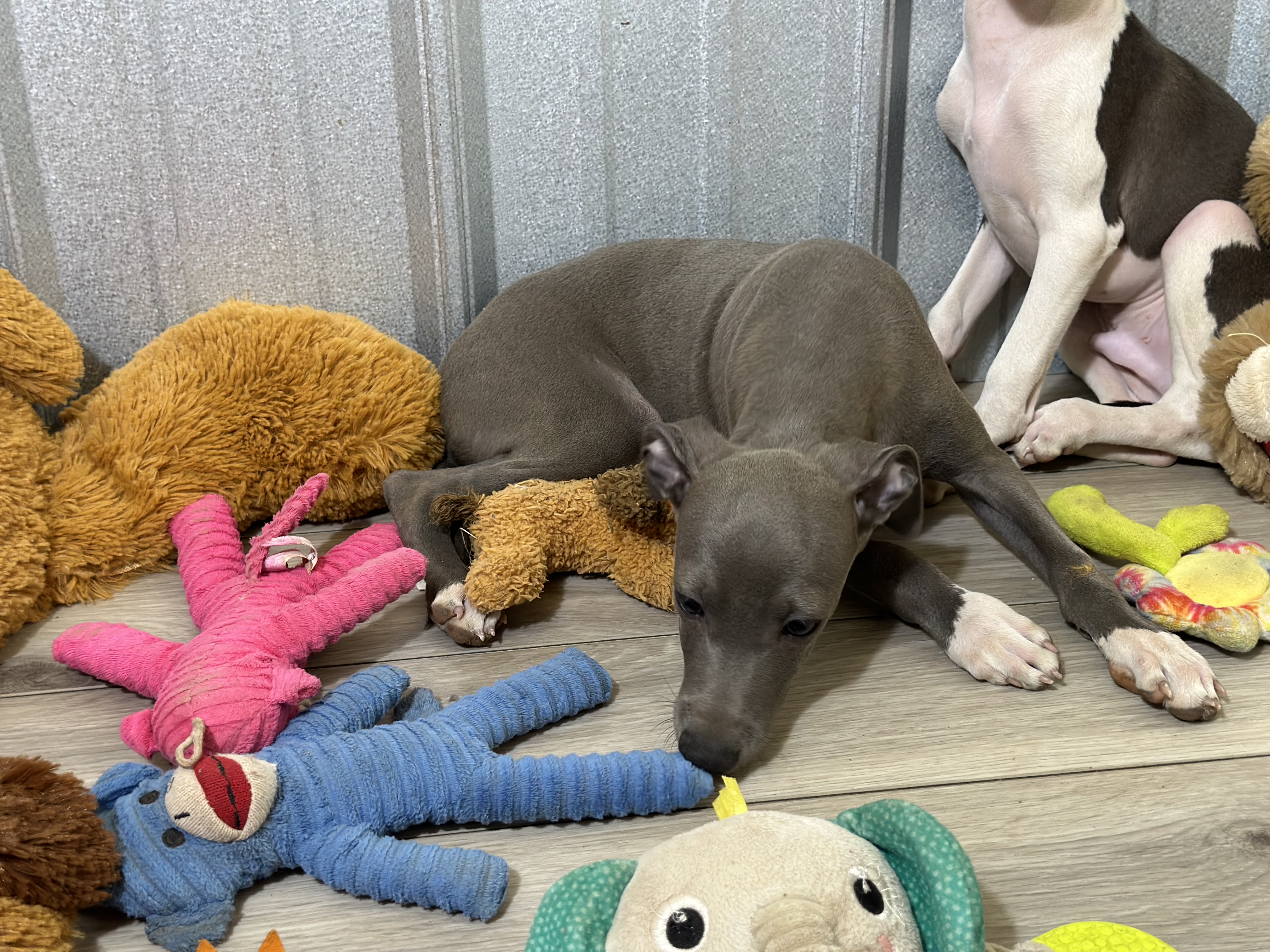 puppy, for, sale, Italian Greyhound, Kimberly  Dildine, dog, breeder, Willow Springs, MO, dog-breeder, puppy-for-sale, forsale, nearby, find, puppyfind, locator, puppylocator, aca