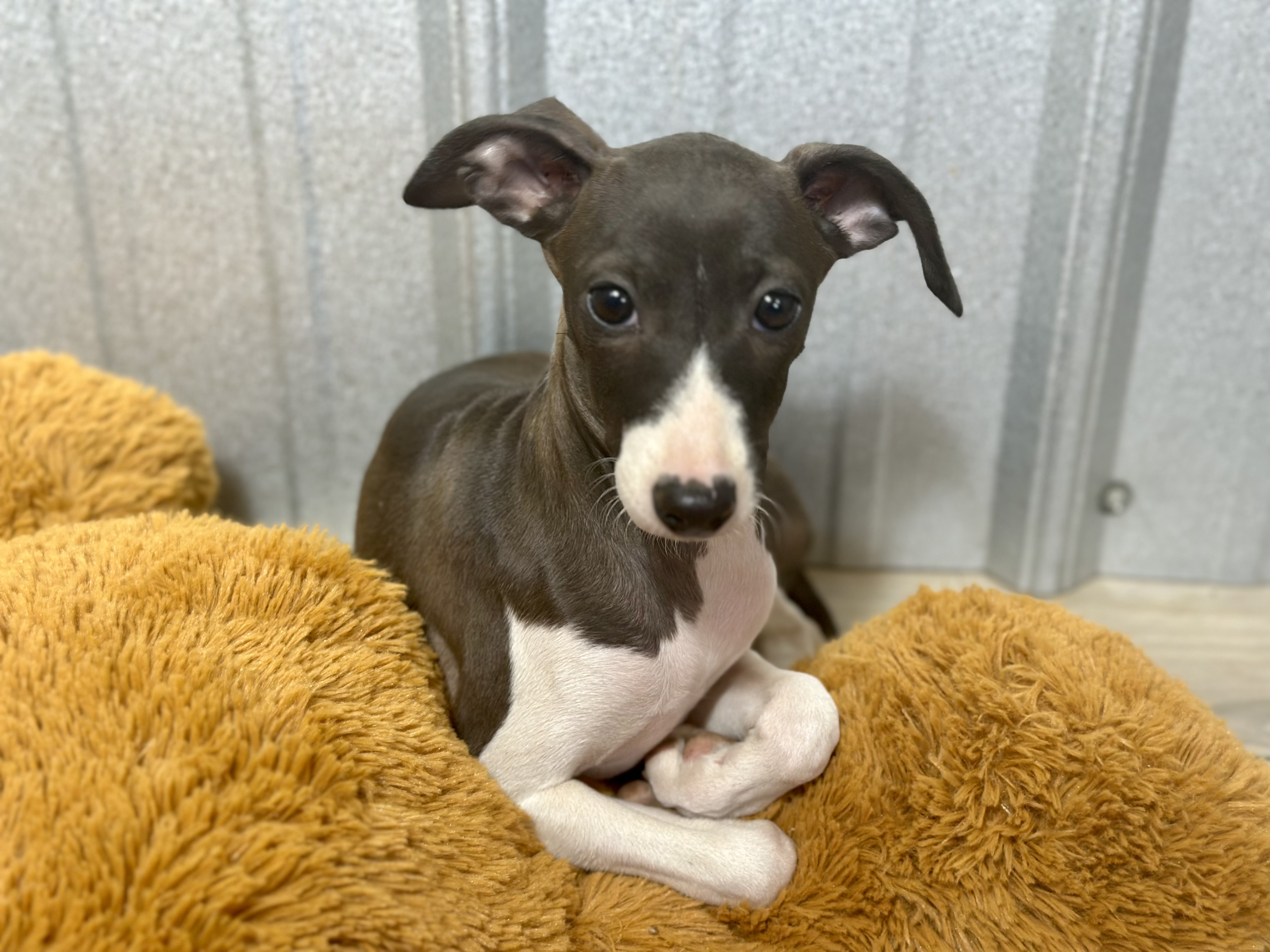 puppy, for, sale, Italian Greyhound, Kimberly  Dildine, dog, breeder, Willow Springs, MO, dog-breeder, puppy-for-sale, forsale, nearby, find, puppyfind, locator, puppylocator, aca