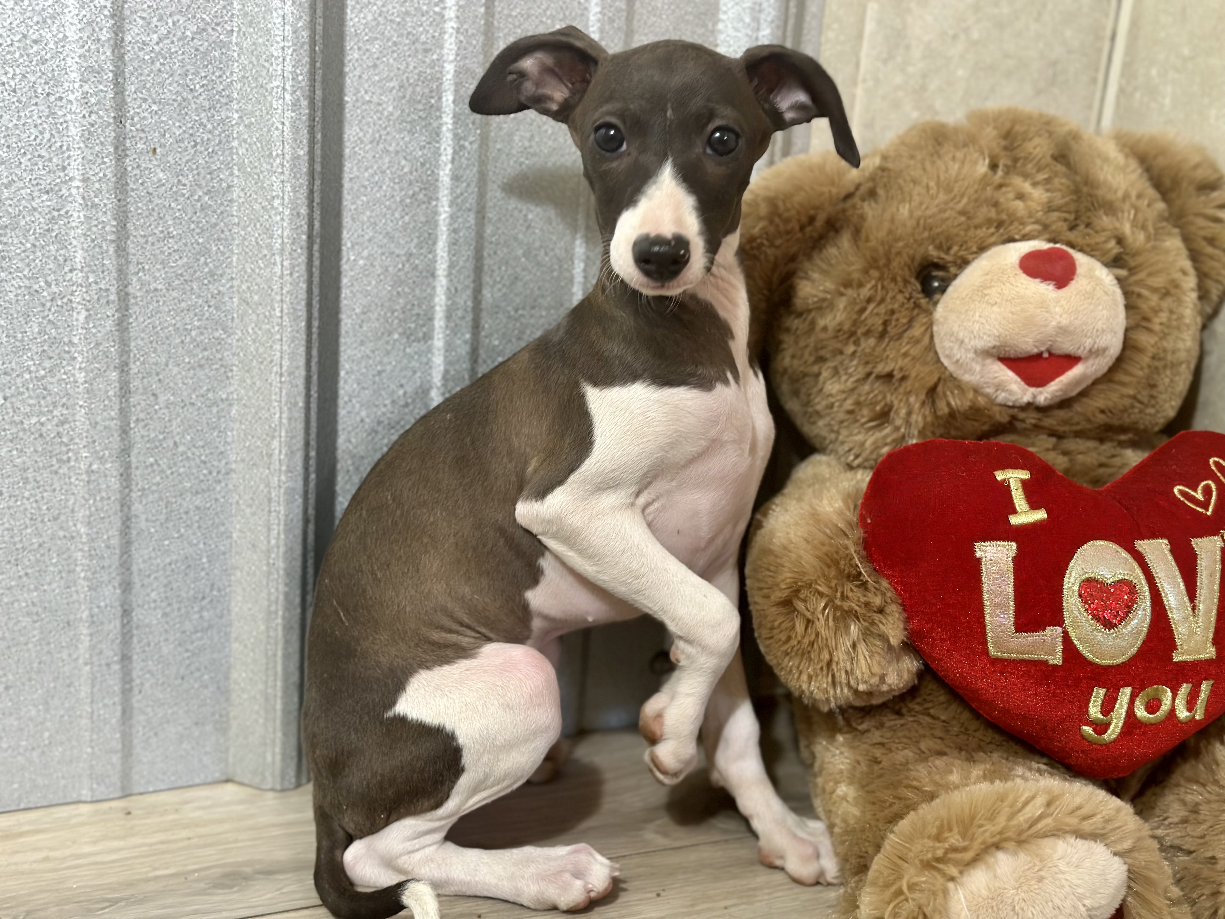 puppy, for, sale, Italian Greyhound, Kimberly  Dildine, dog, breeder, Willow Springs, MO, dog-breeder, puppy-for-sale, forsale, nearby, find, puppyfind, locator, puppylocator, aca