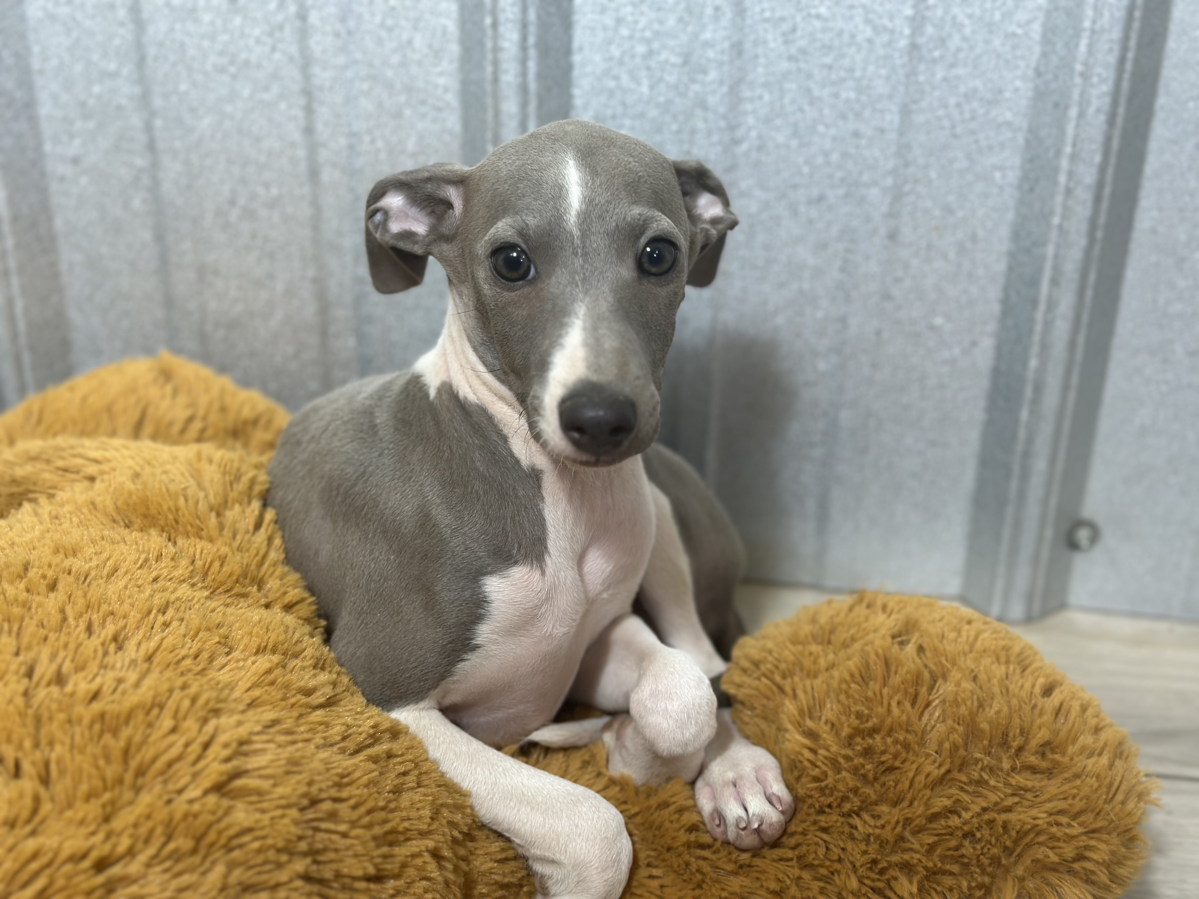 puppy, for, sale, Italian Greyhound, Kimberly  Dildine, dog, breeder, Willow Springs, MO, dog-breeder, puppy-for-sale, forsale, nearby, find, puppyfind, locator, puppylocator, aca