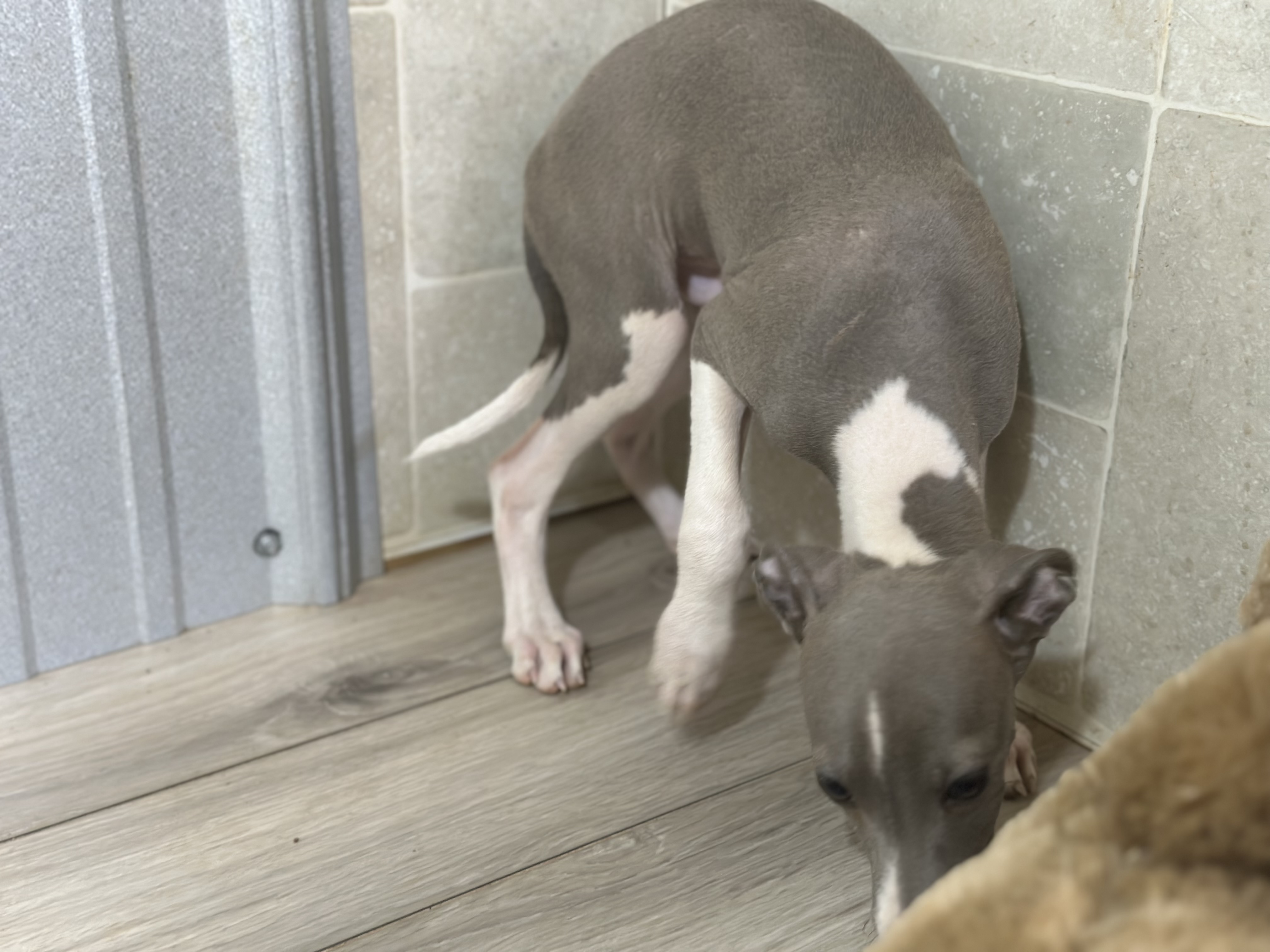 puppy, for, sale, Italian Greyhound, Kimberly  Dildine, dog, breeder, Willow Springs, MO, dog-breeder, puppy-for-sale, forsale, nearby, find, puppyfind, locator, puppylocator, aca